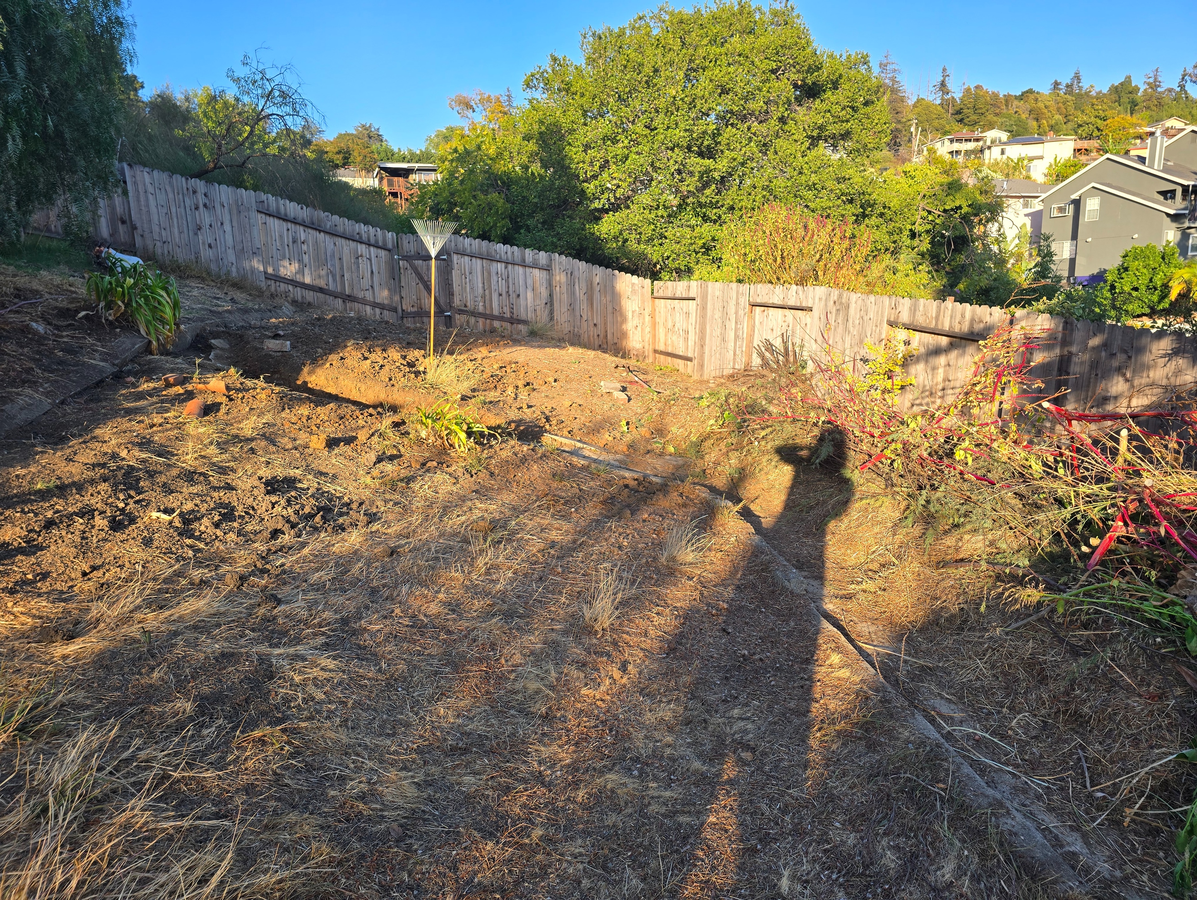 Tamarisk shrub and site clearing progress
