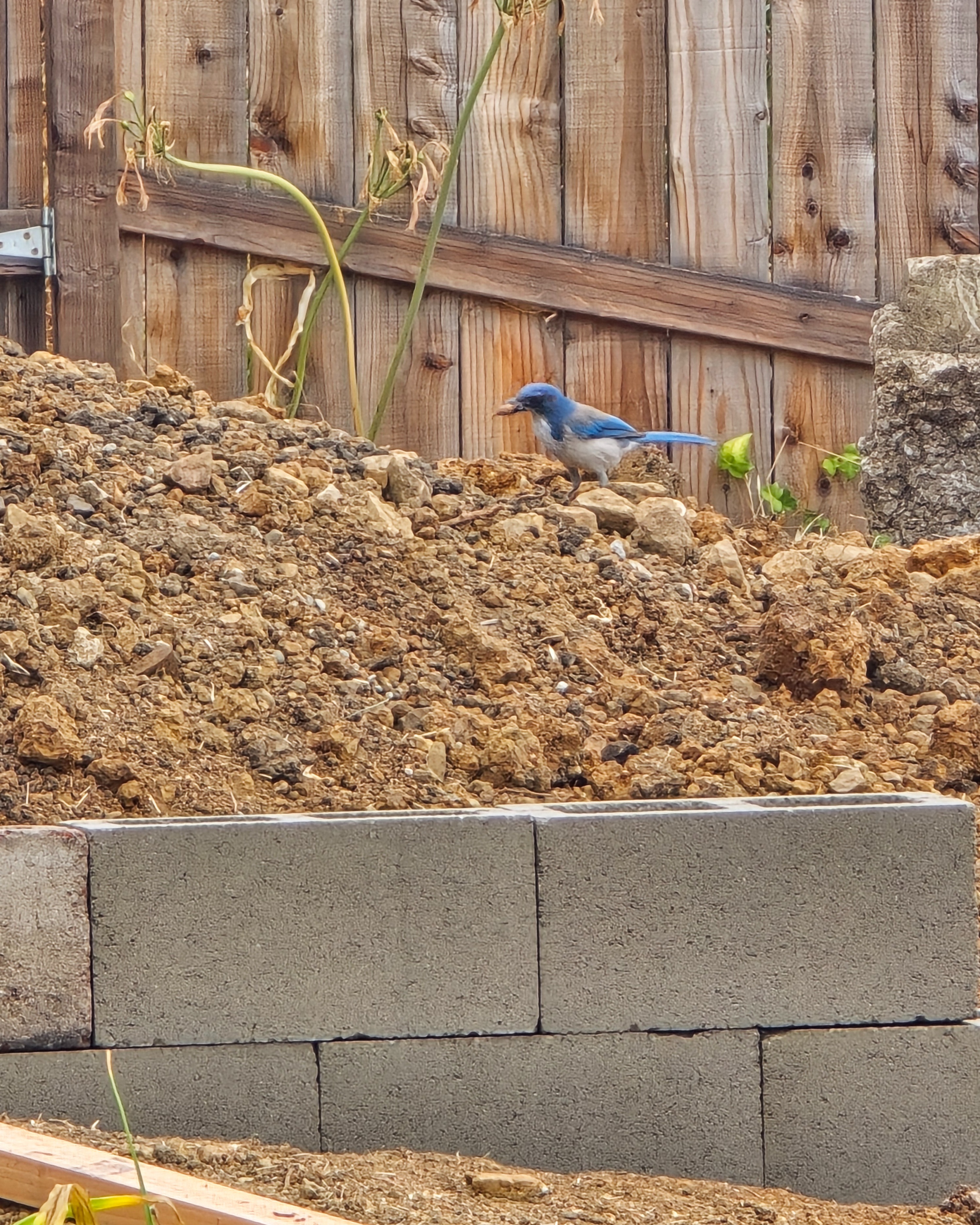 Leveled trench and foundation work for lower wall