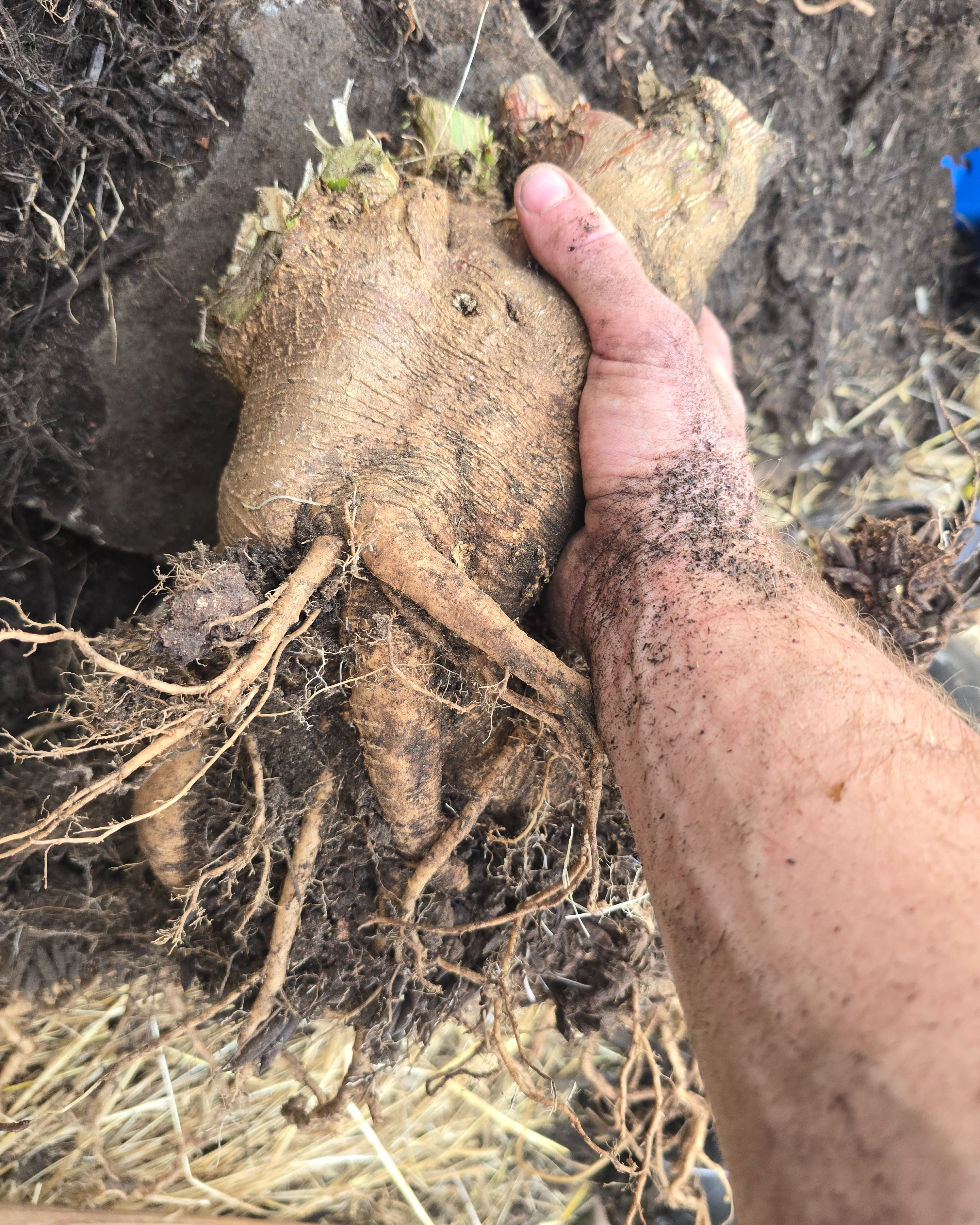 A massive pokeweed root removed during site clearing.