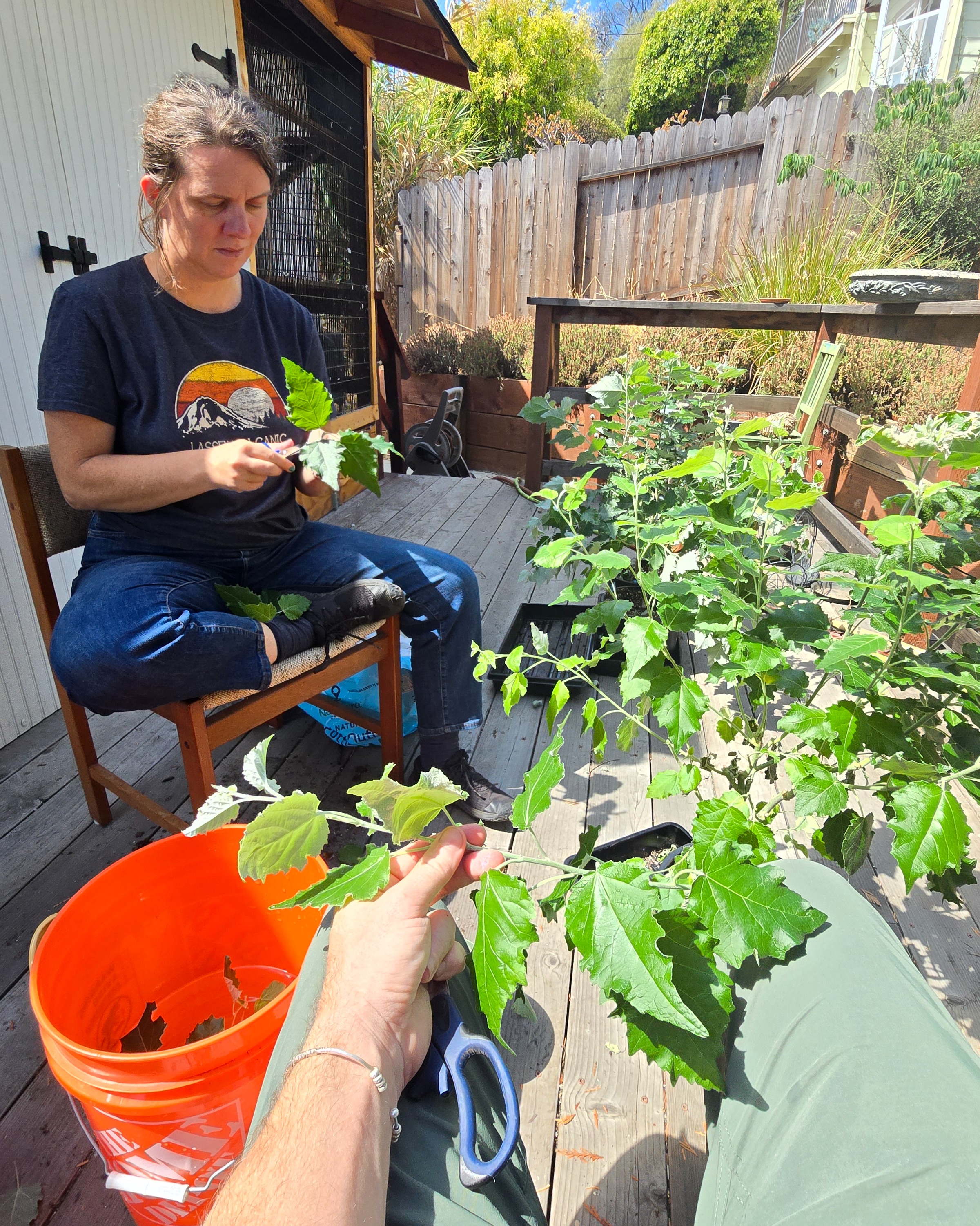 Preparing cuttings for propagation.