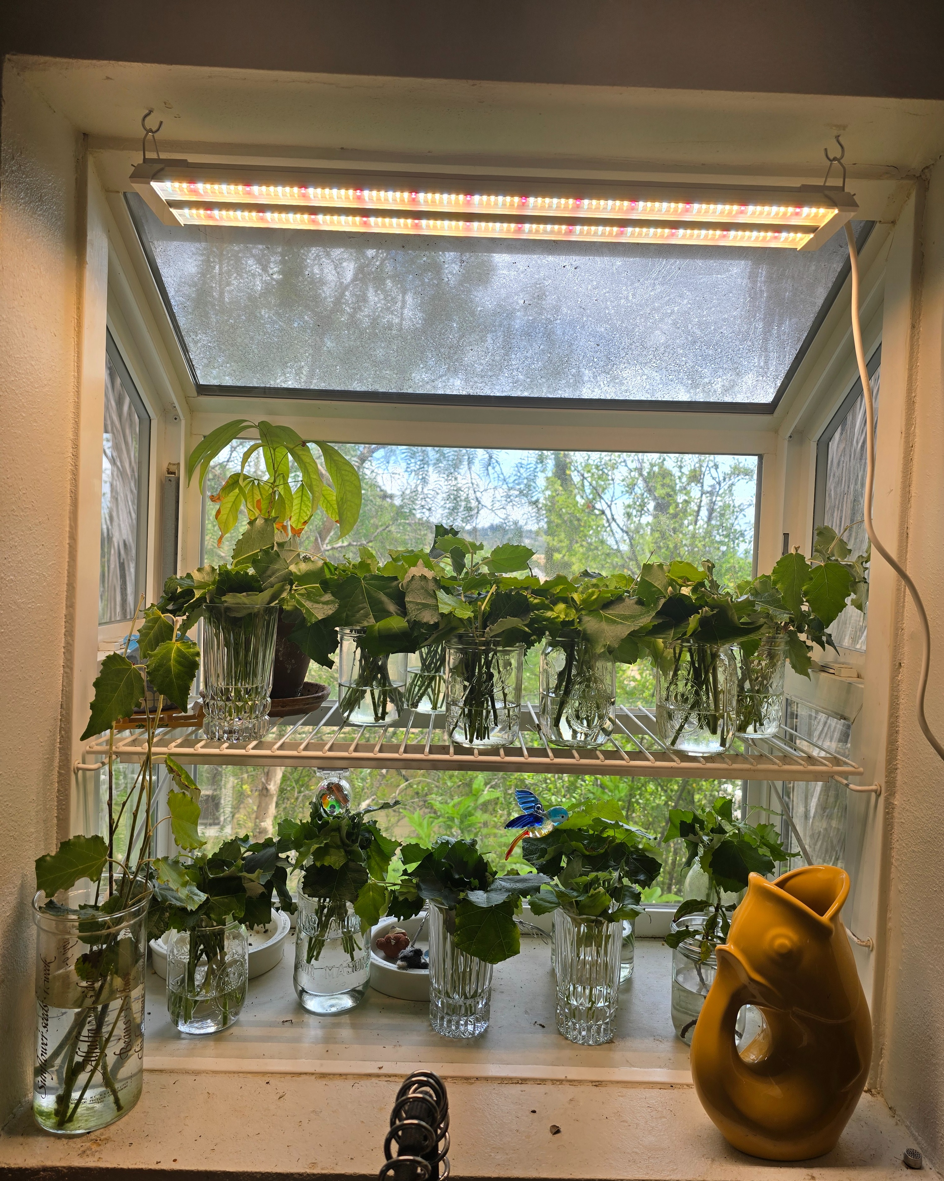 Cuttings rooting in water under an extended photoperiod light.