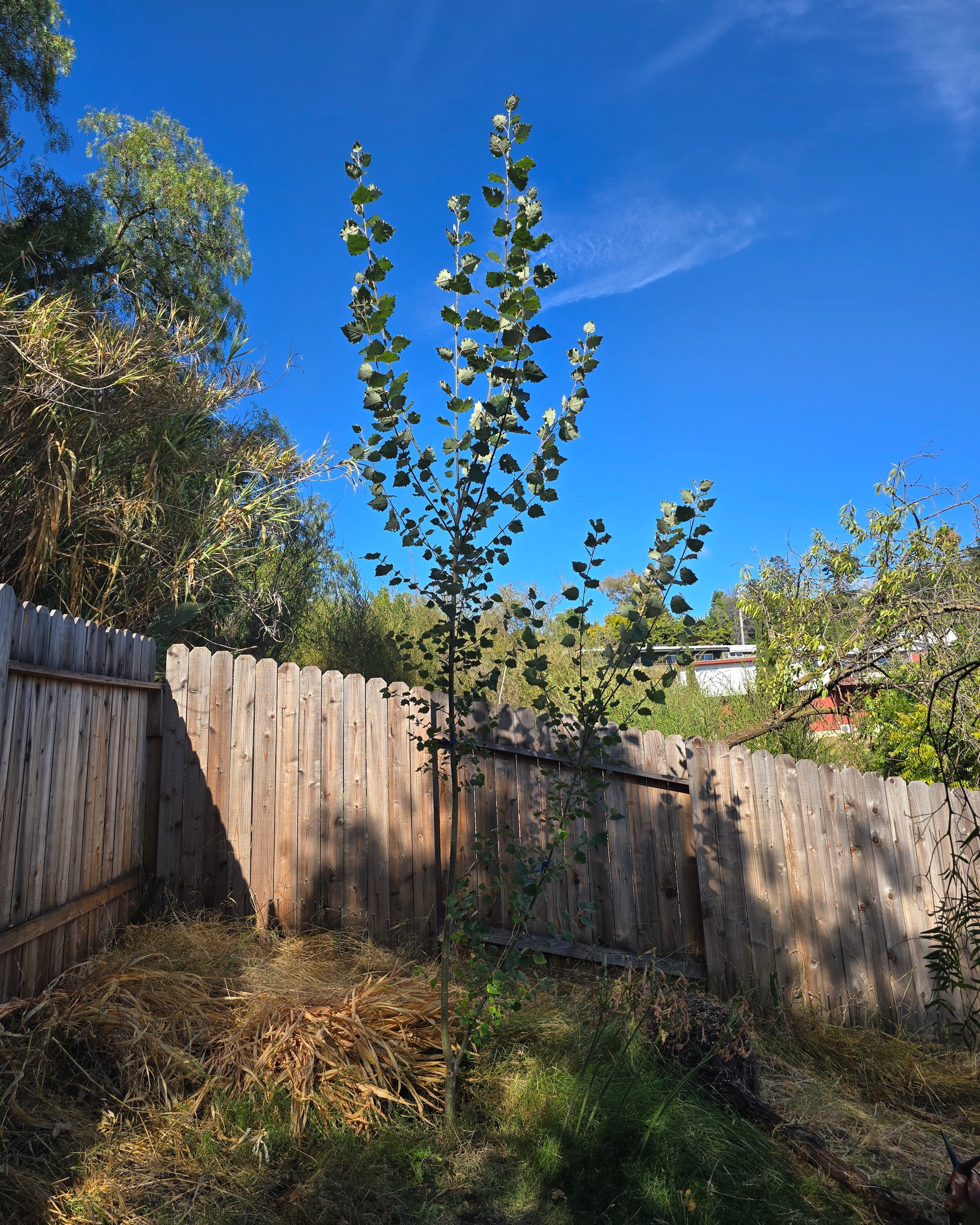 Example of two-year growth of the same tree variety, planted in the ground.