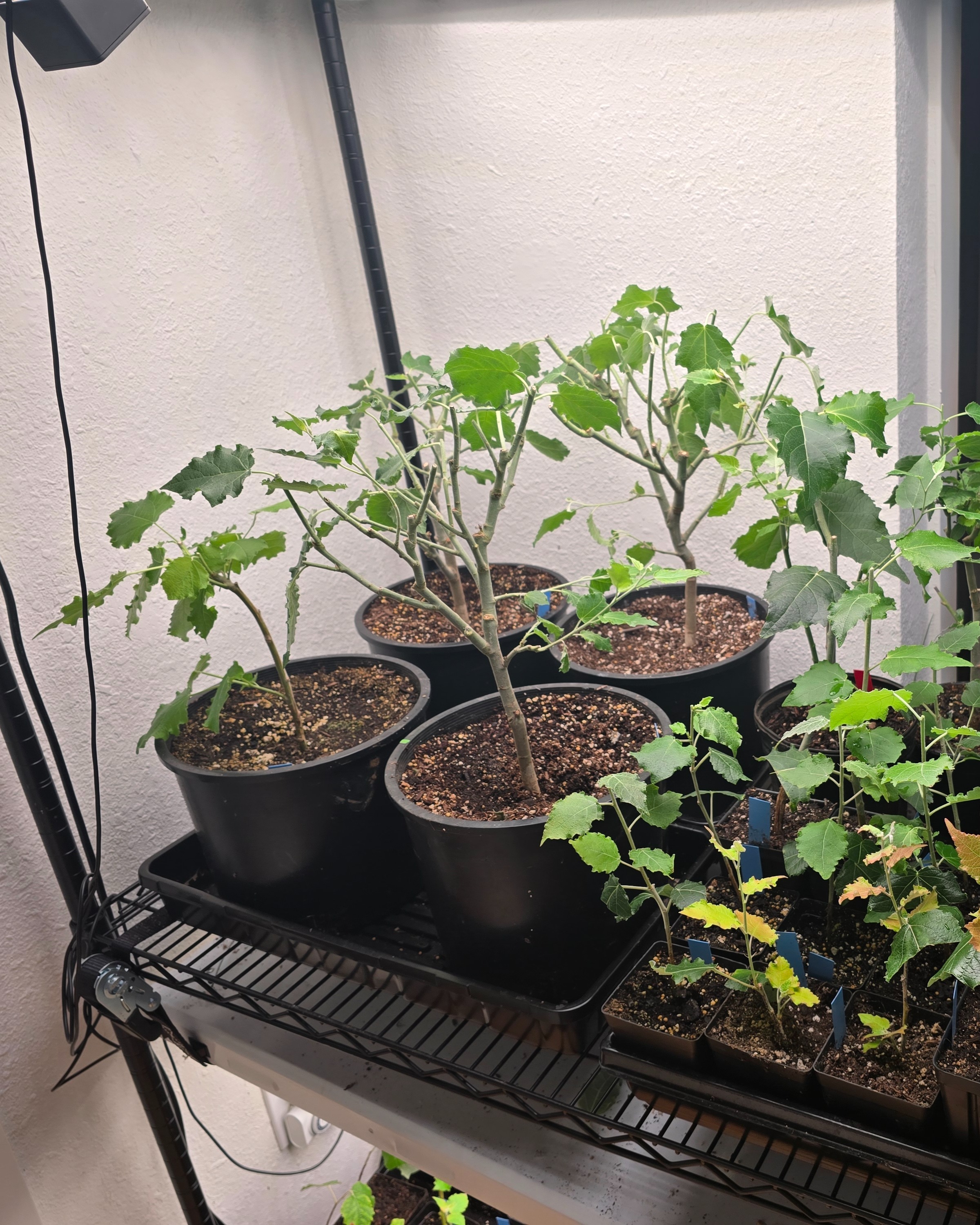 Mother plants and new cuttings placed in the indoor grow area.
