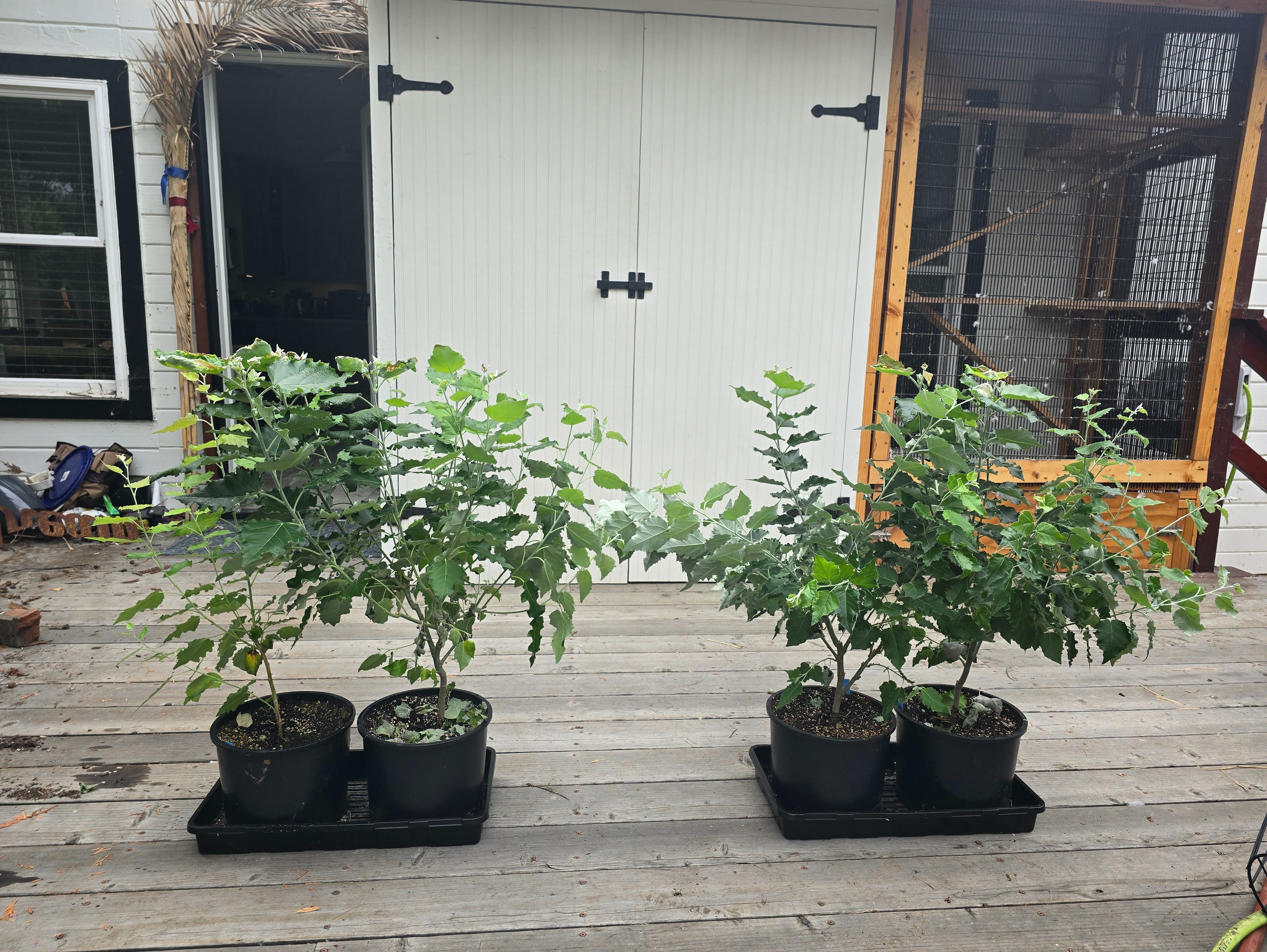 Mother trees in pots, ready for propagation work on the deck.
