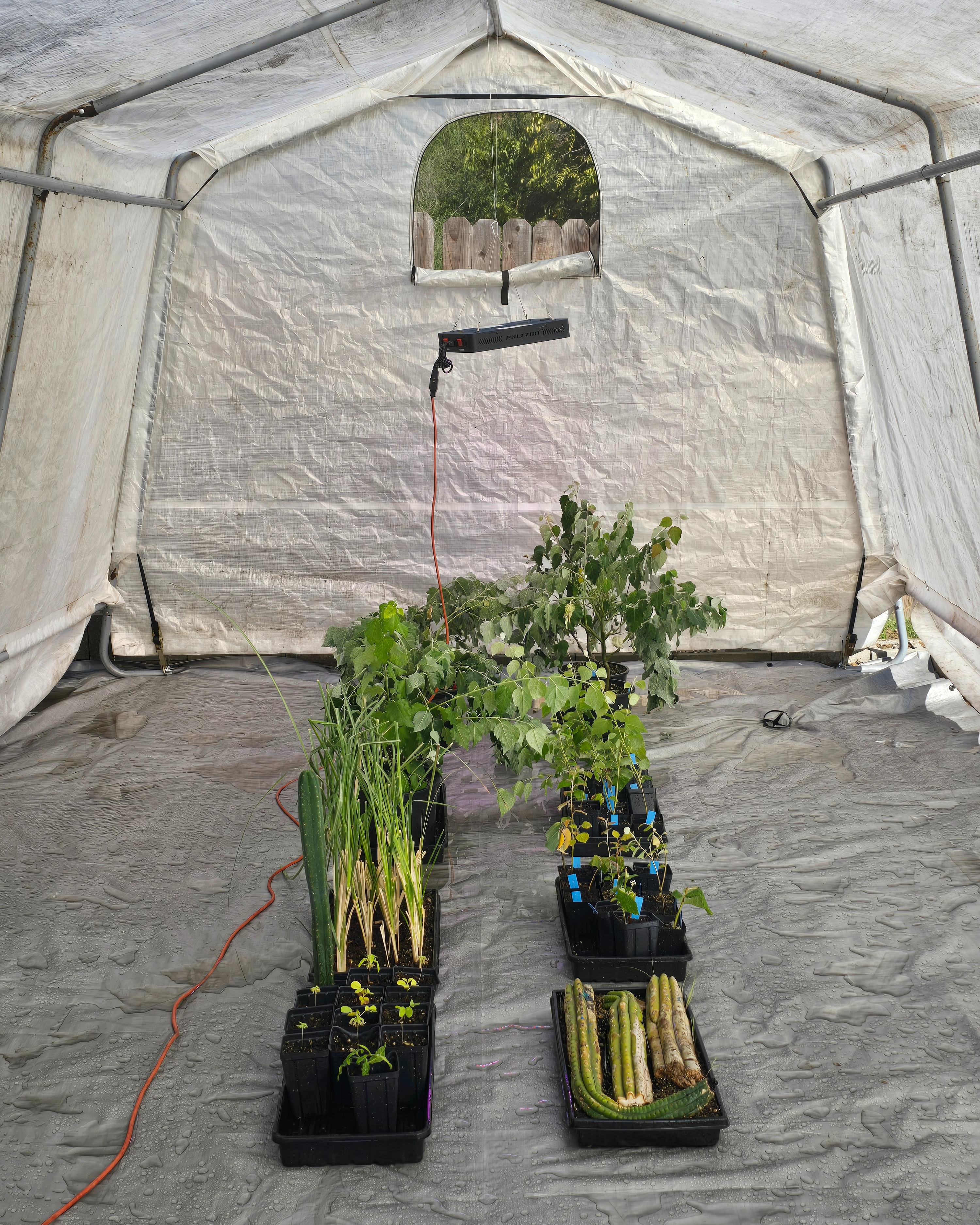 Greenhouse floor tarp and drainage setup