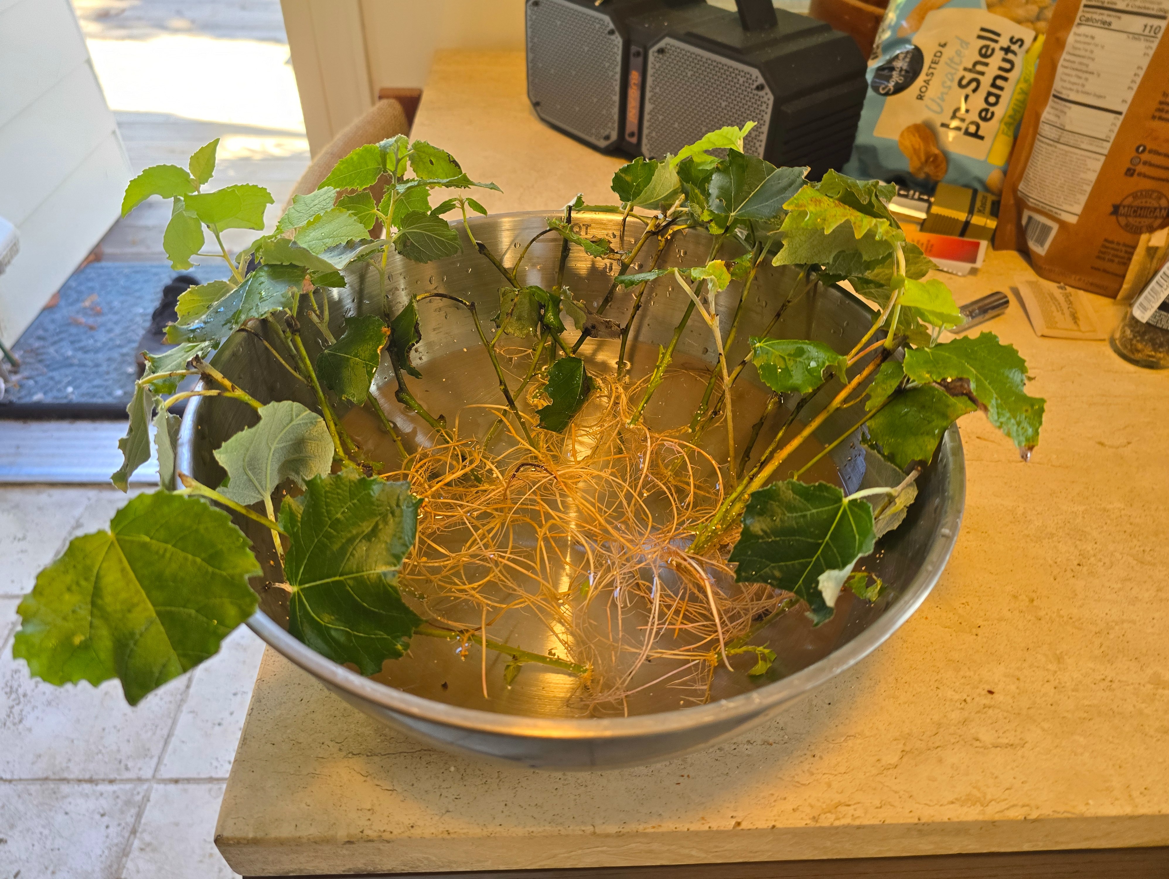 Potting cuttings with biochar