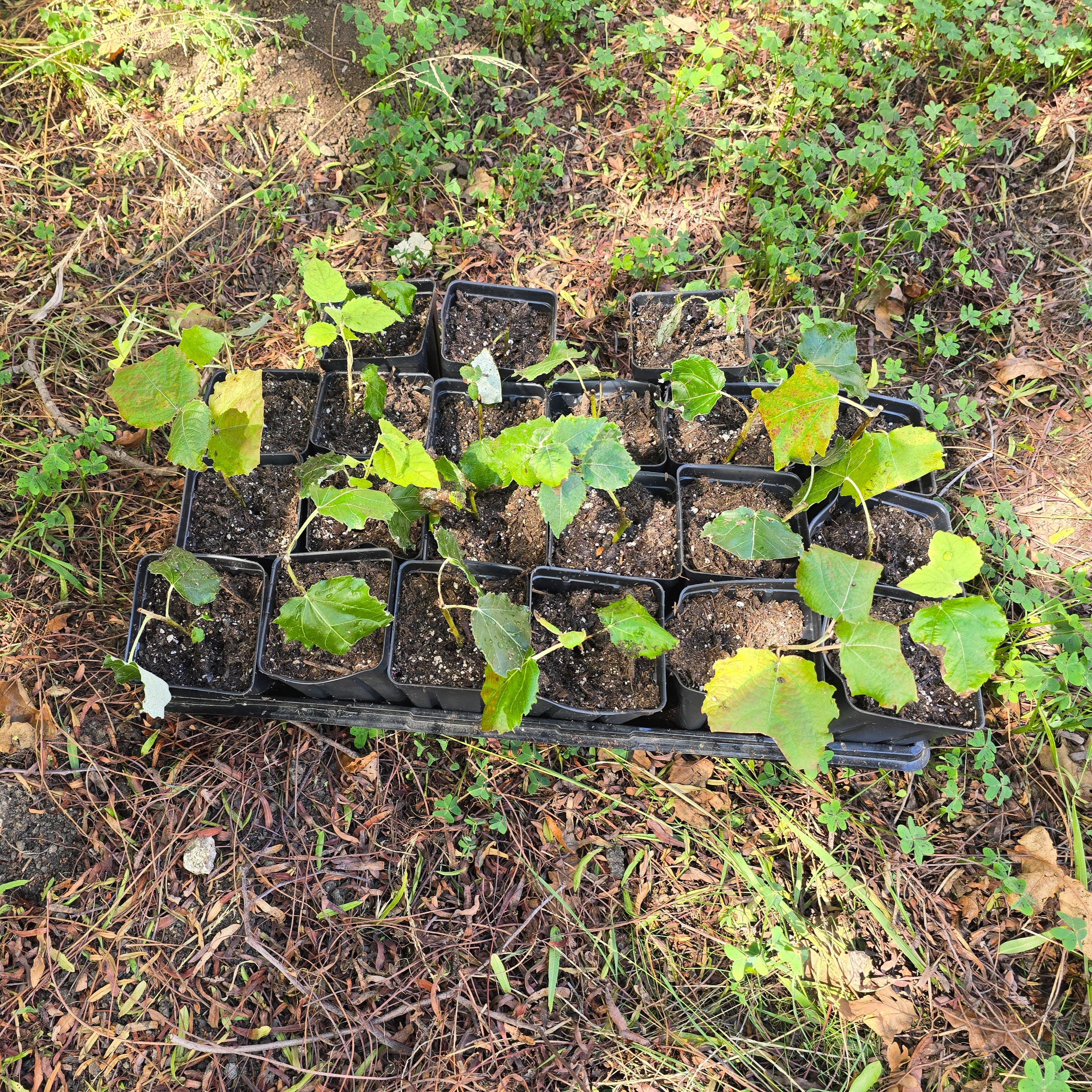 Planting vetiver in cells