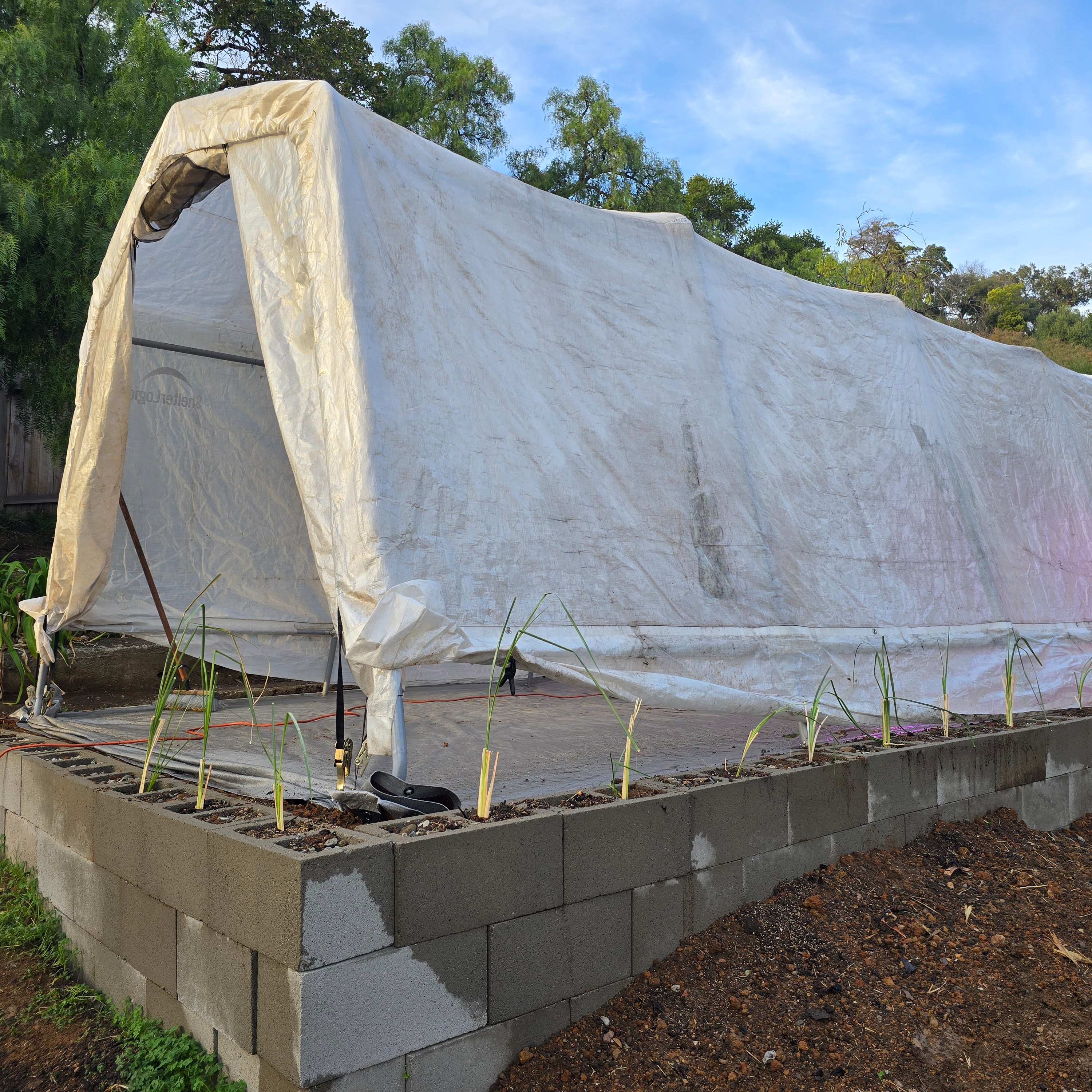 Plants from indoor grow space