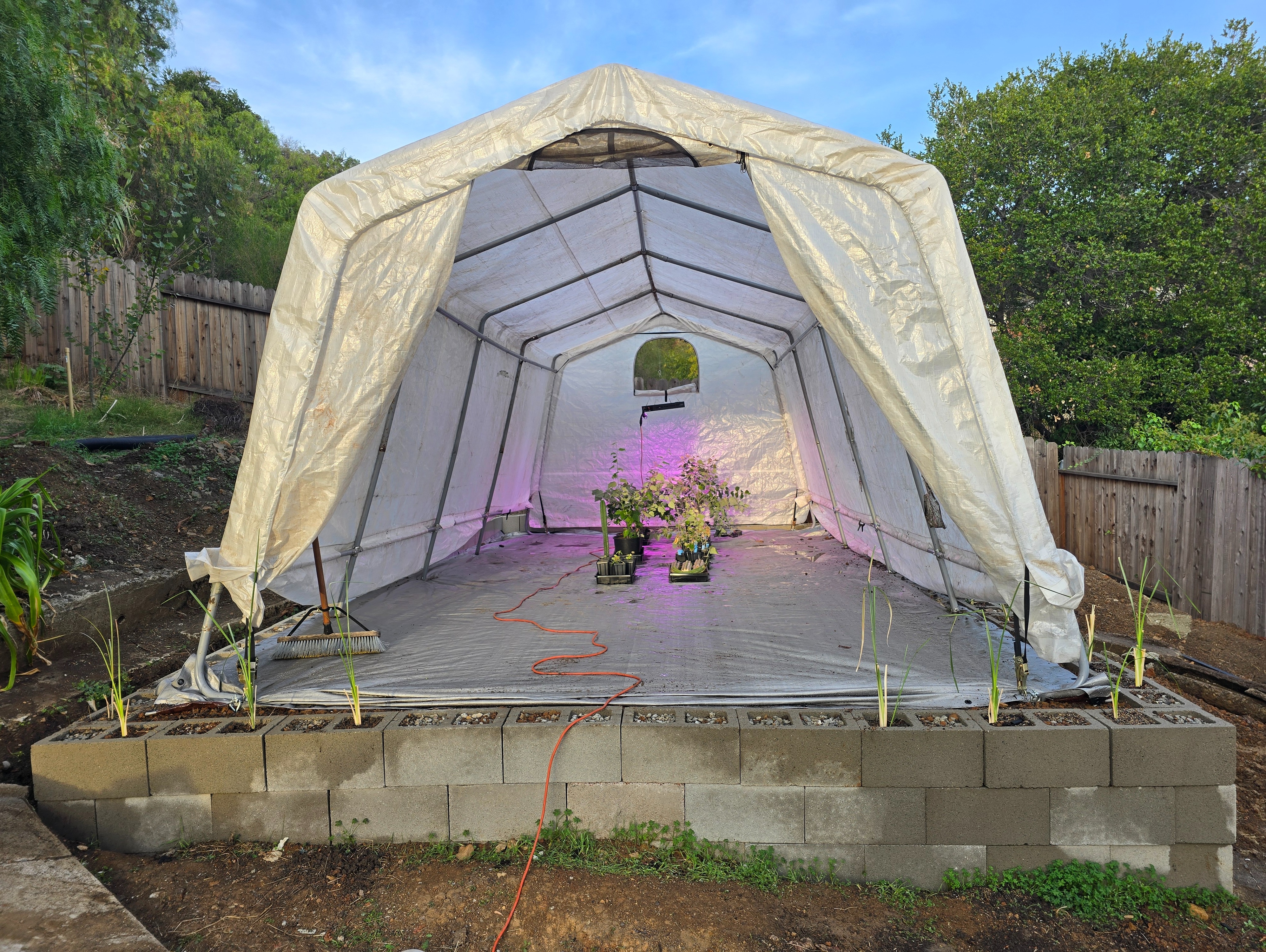 All plants now in greenhouse