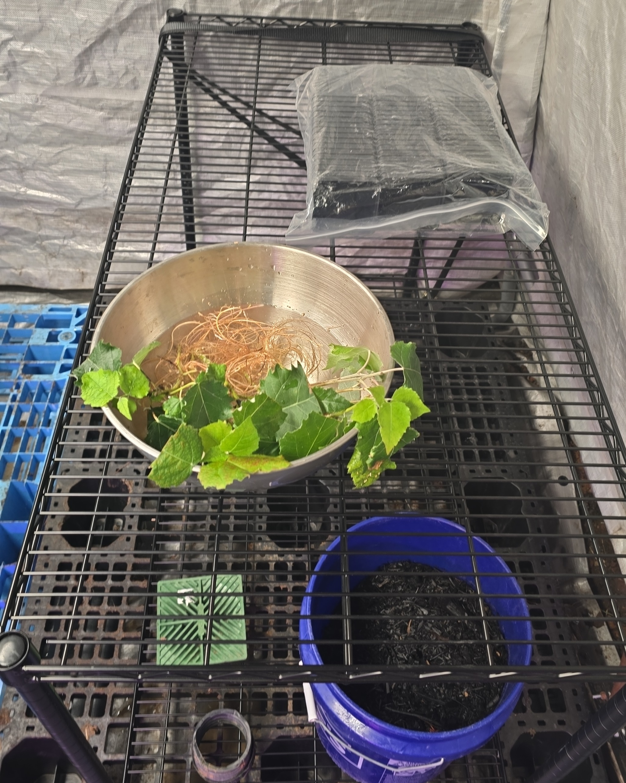 First grow light installed