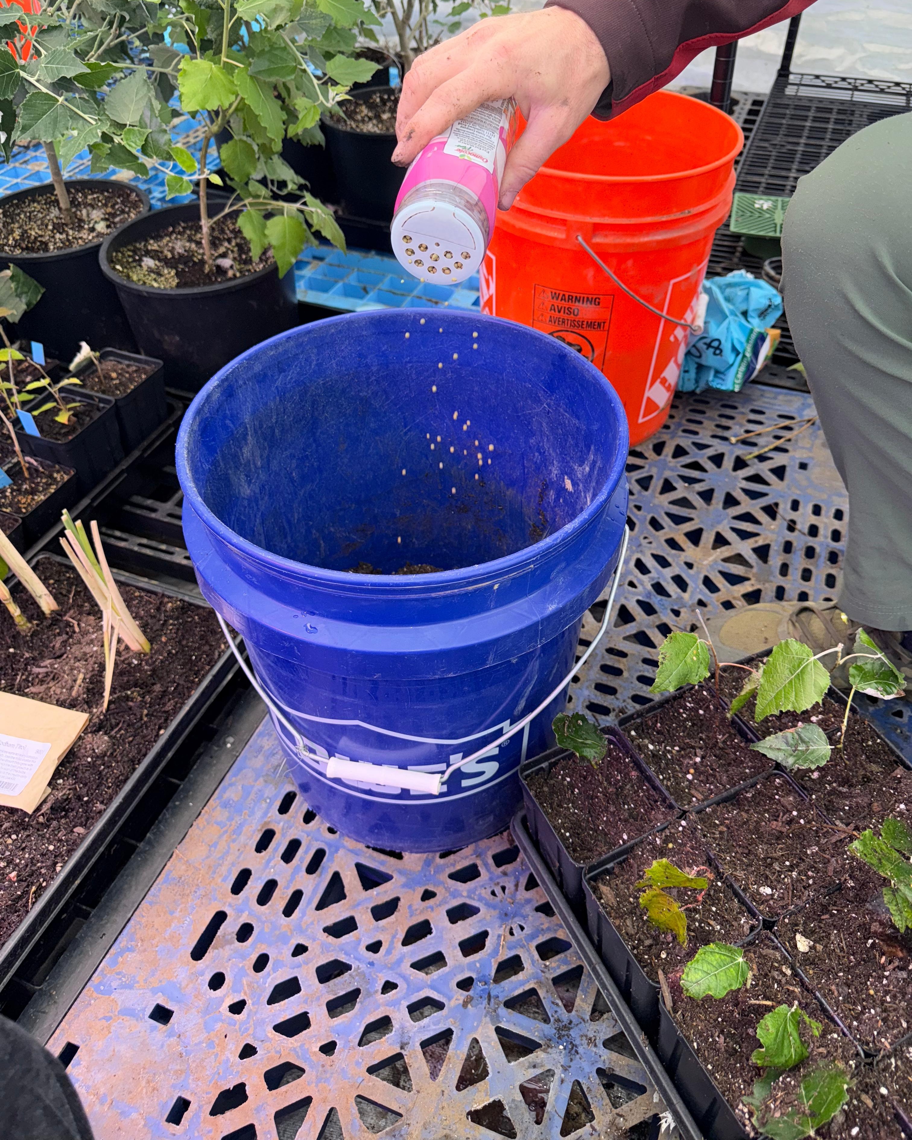 Planting vetiver in cells