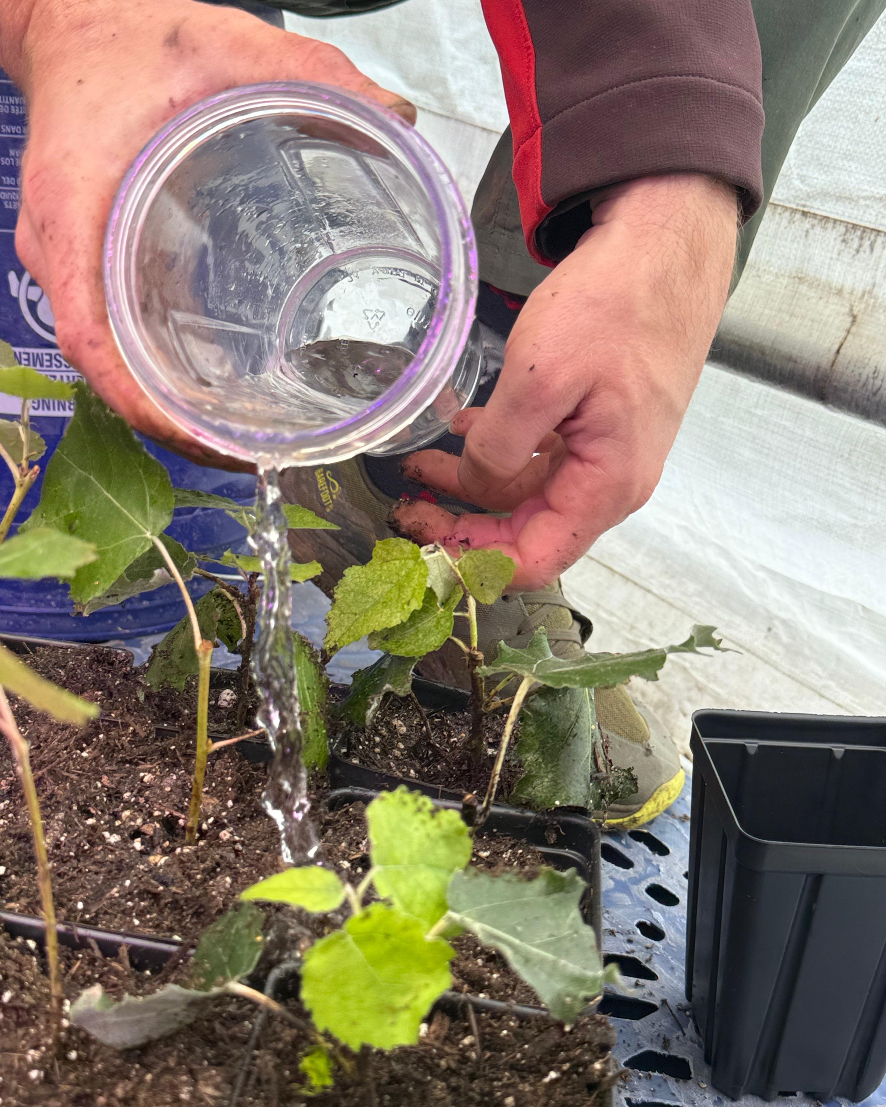 Vetiver plants in greenhouse