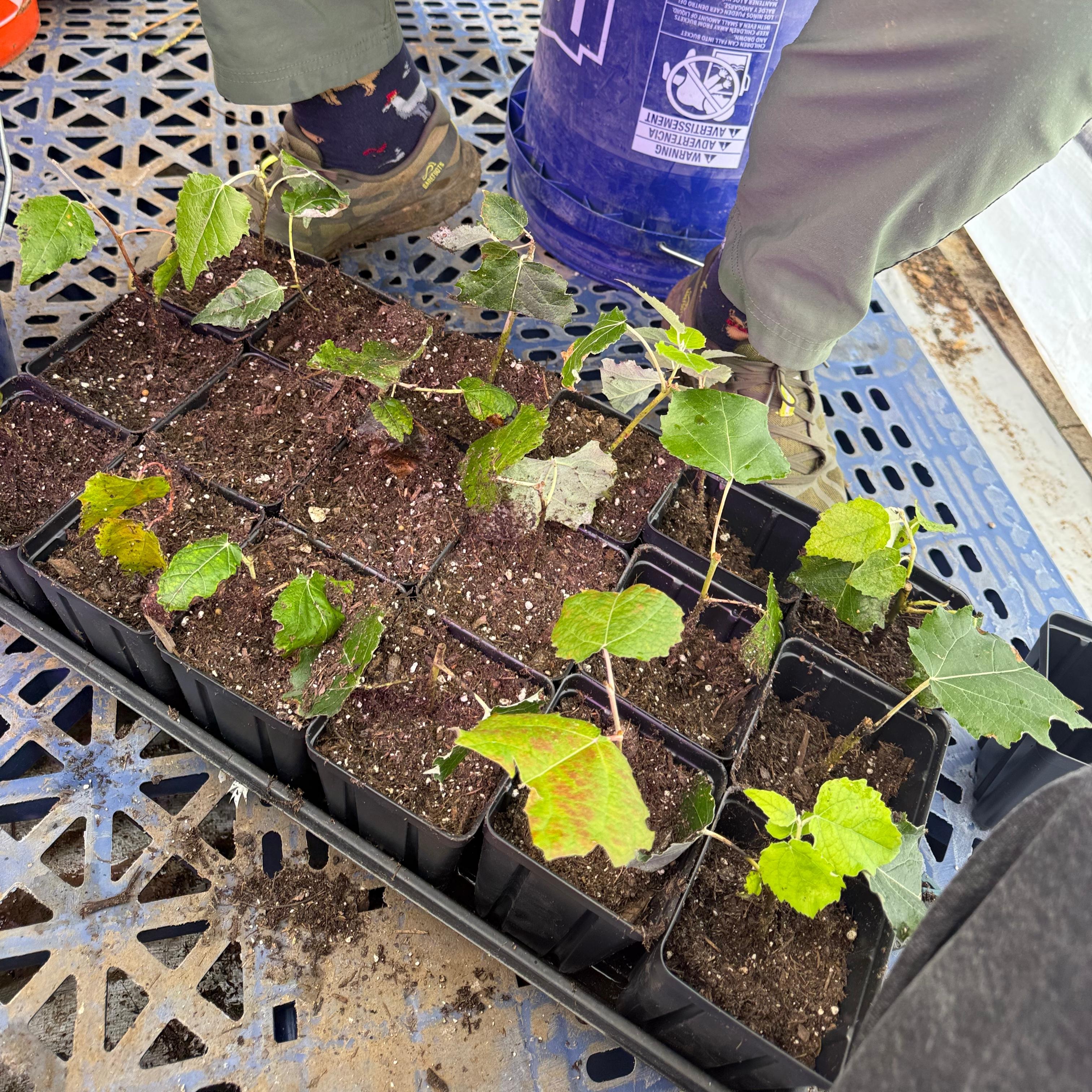 Plants from indoor grow space