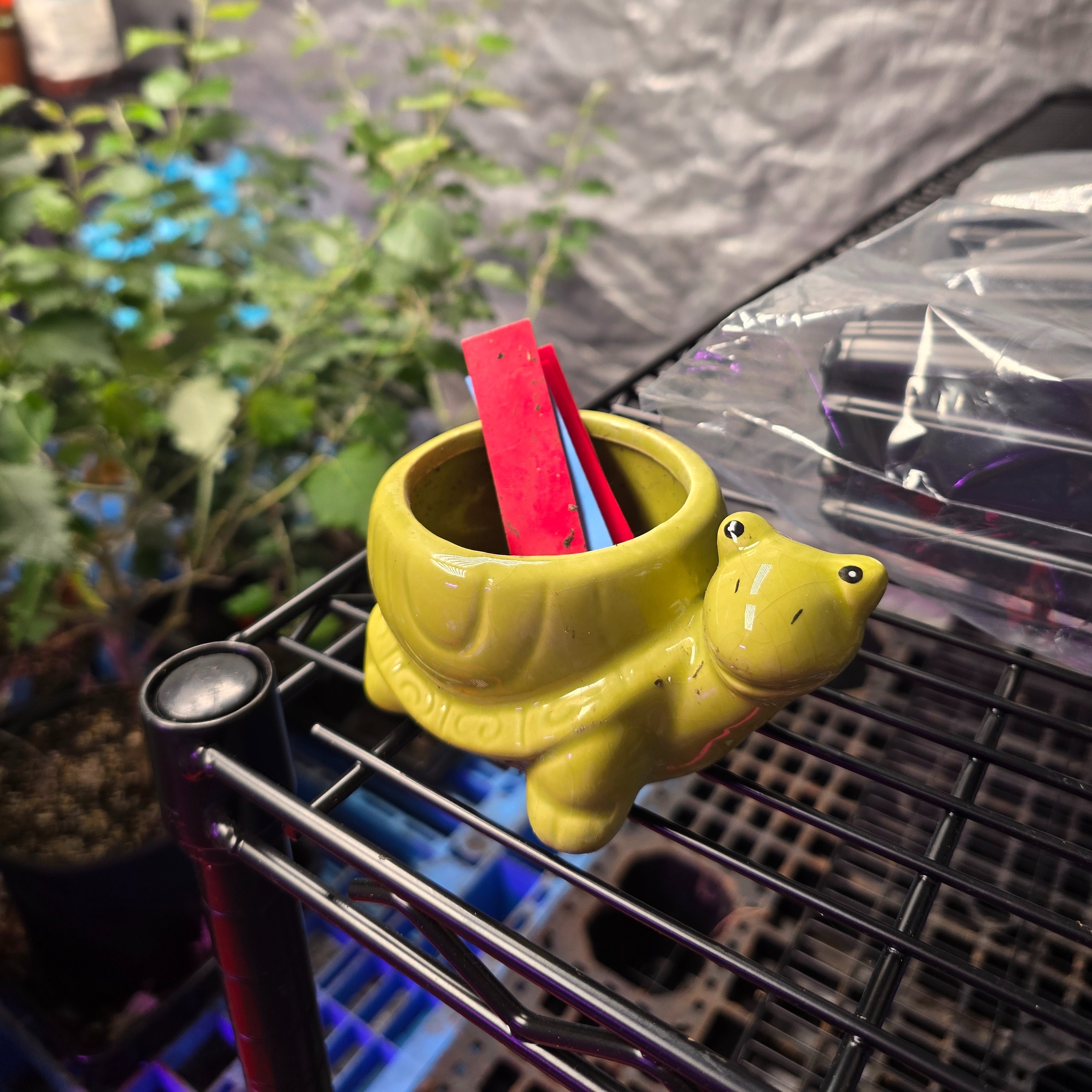 All plants now in greenhouse