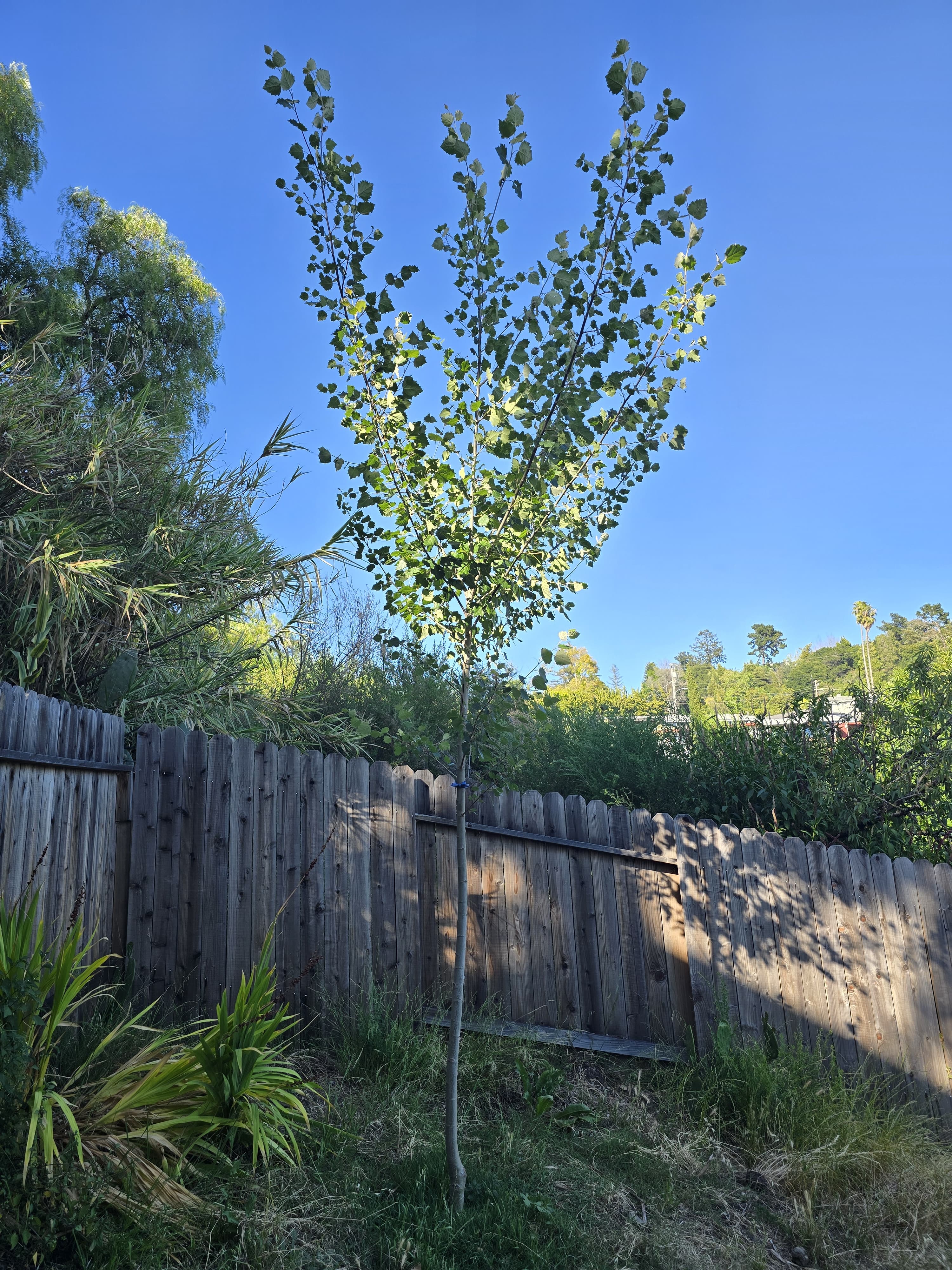 Short-rotation coppice