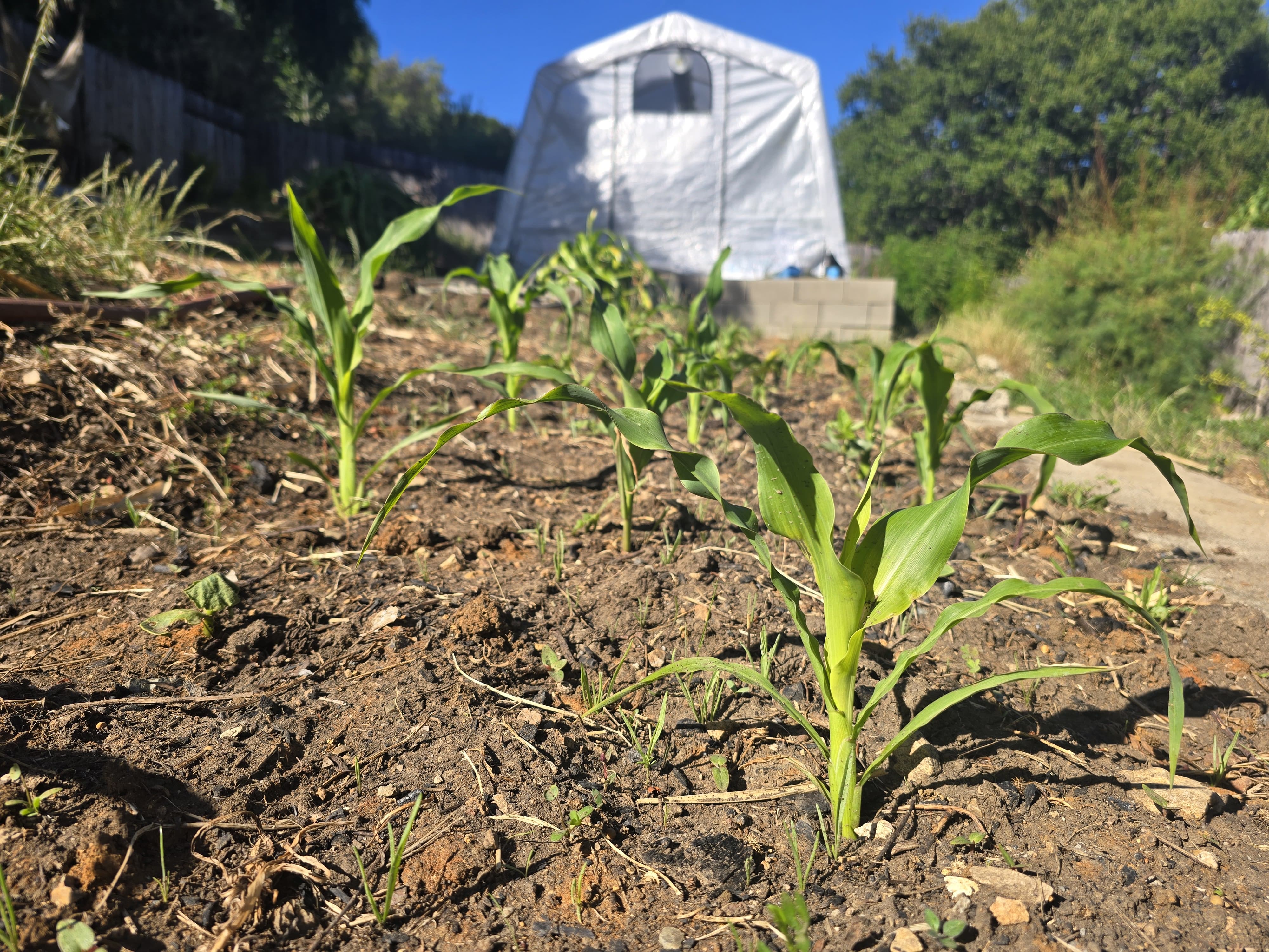 Polyculture planting