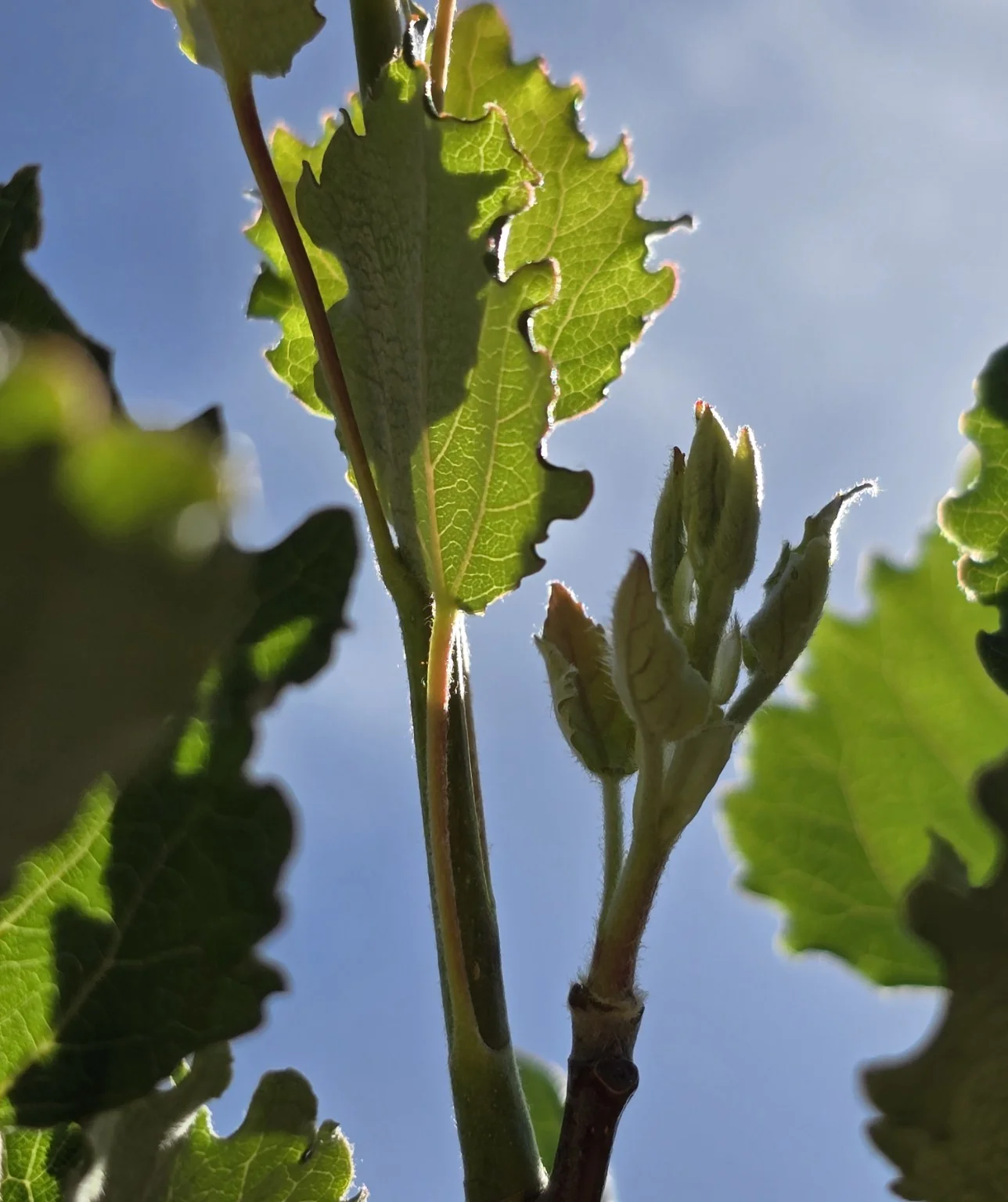 Backlit emerging poplar shoot with unfolding leaves