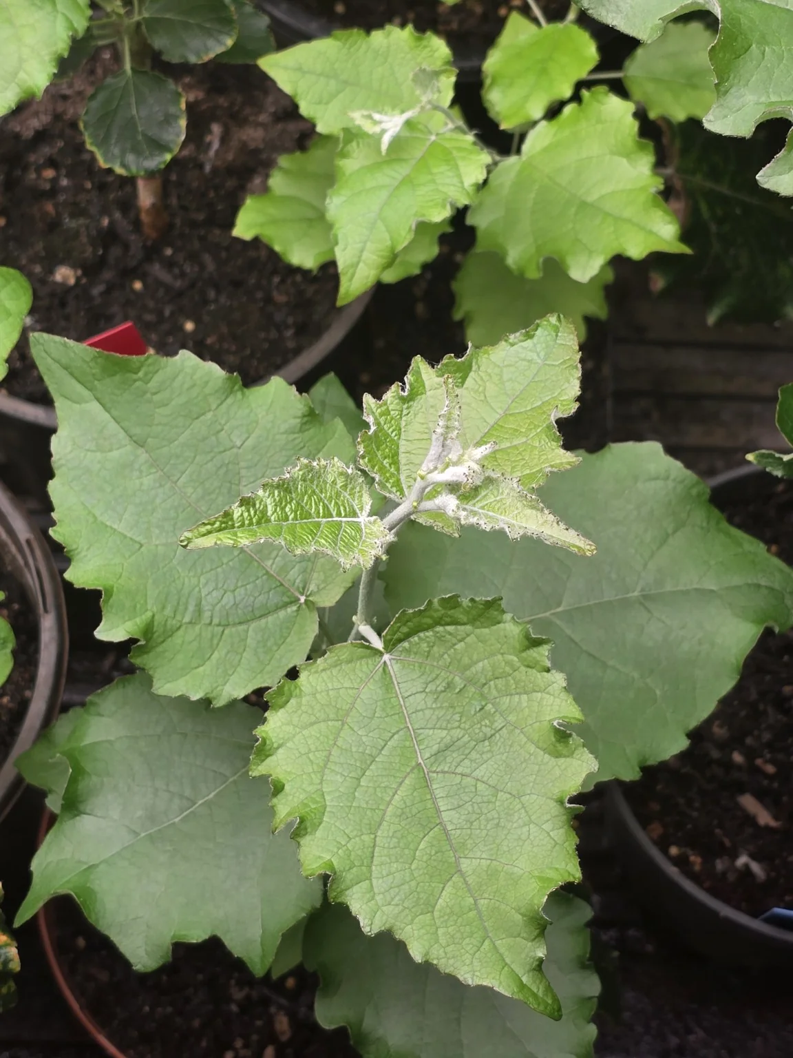 New poplar leaves growing in the greenhouse