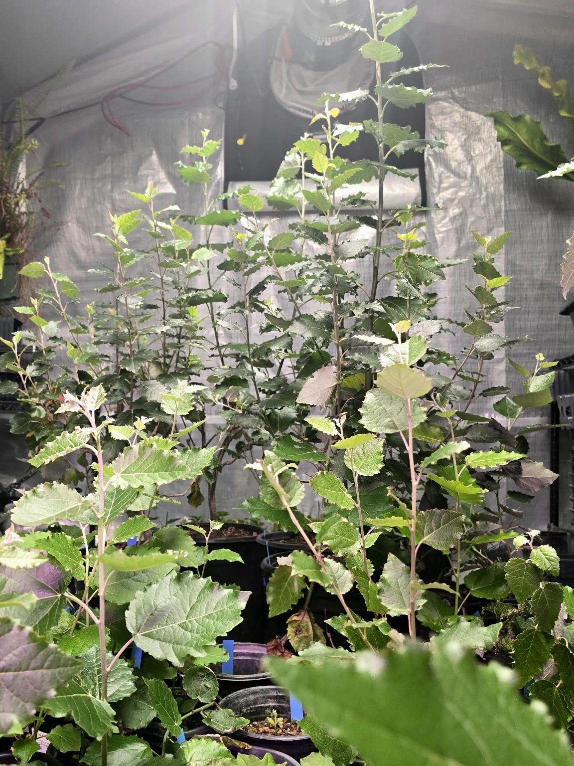 Living research trees filling Carbocene’s Oakland greenhouse