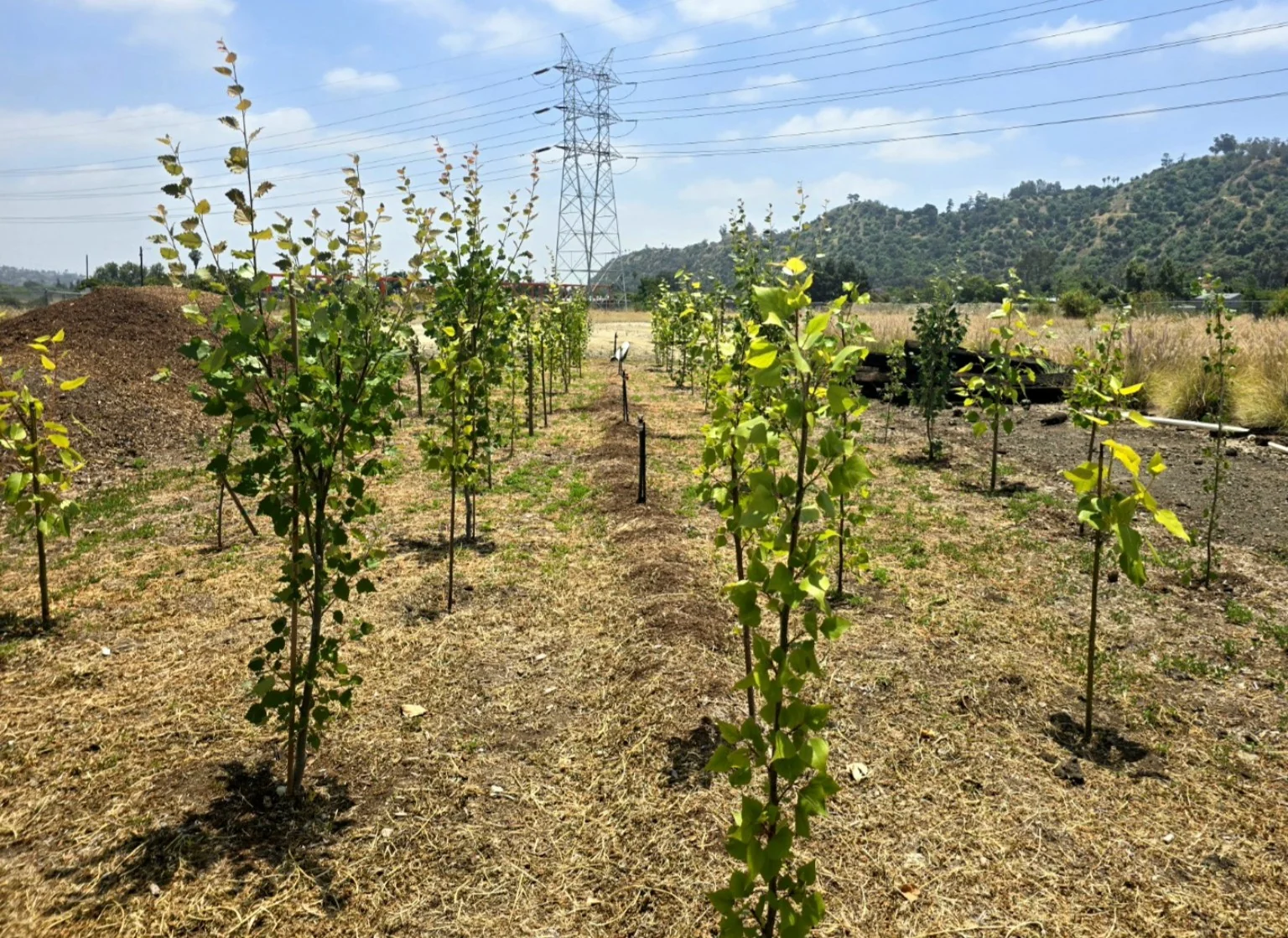 Earlier engineered-poplar planting at Taylor Yard beside the Los Angeles River