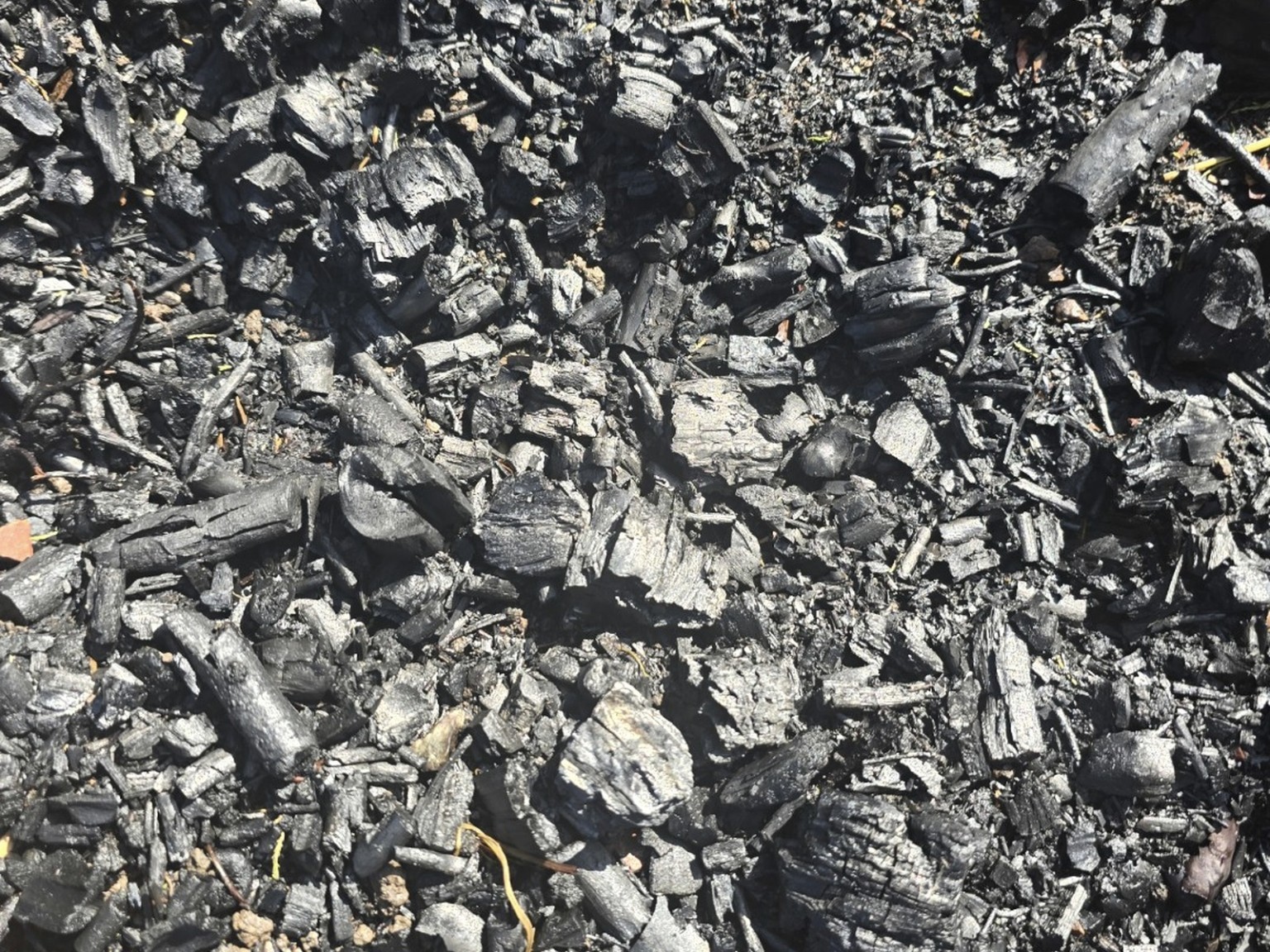 Biochar made from locally grown biomass at Carbocene’s Oakland field site