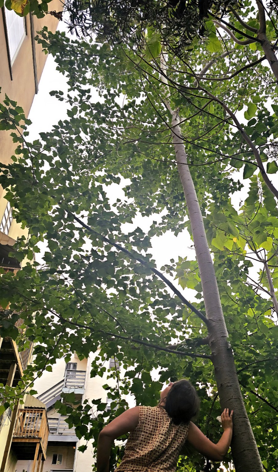 A person looking up beneath the canopy of a photosynthesis-enhanced hybrid aspen