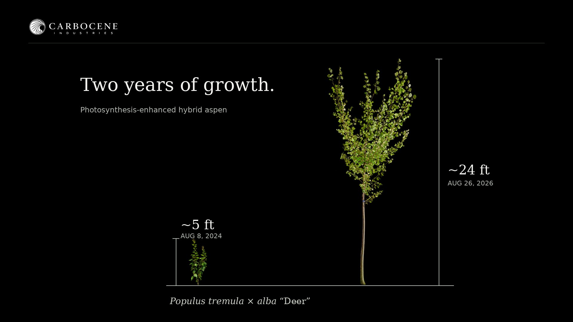 Two years of growth. Photosynthesis-enhanced hybrid aspen, Populus tremula × alba “Deer”: ~5 ft on AUG 8, 2024 and ~24 ft on AUG 26, 2026, shown at the same scale.