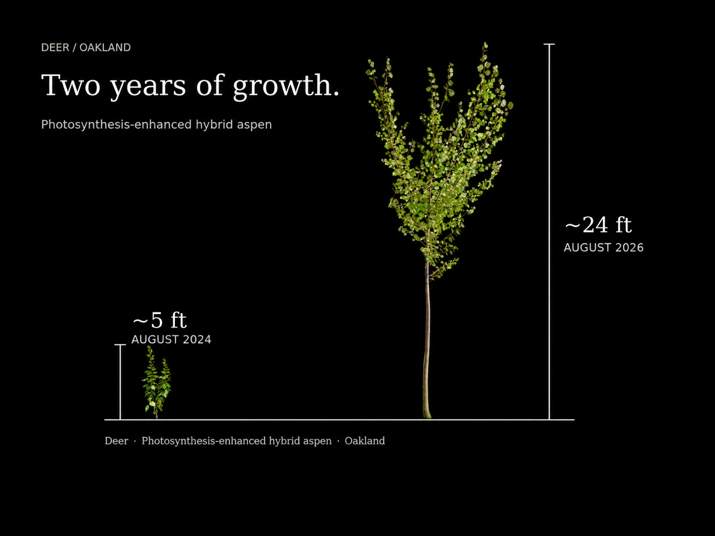 The same Deer photosynthesis-enhanced hybrid aspen in Oakland: ~5 ft in August 2024 and ~24 ft in August 2026, shown at the same scale against black