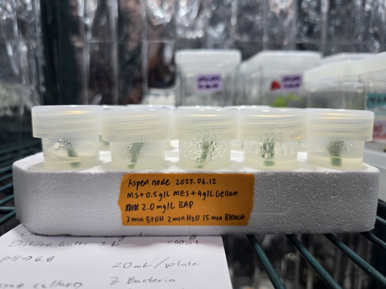 Labeled aspen node cultures growing in tissue-culture vessels