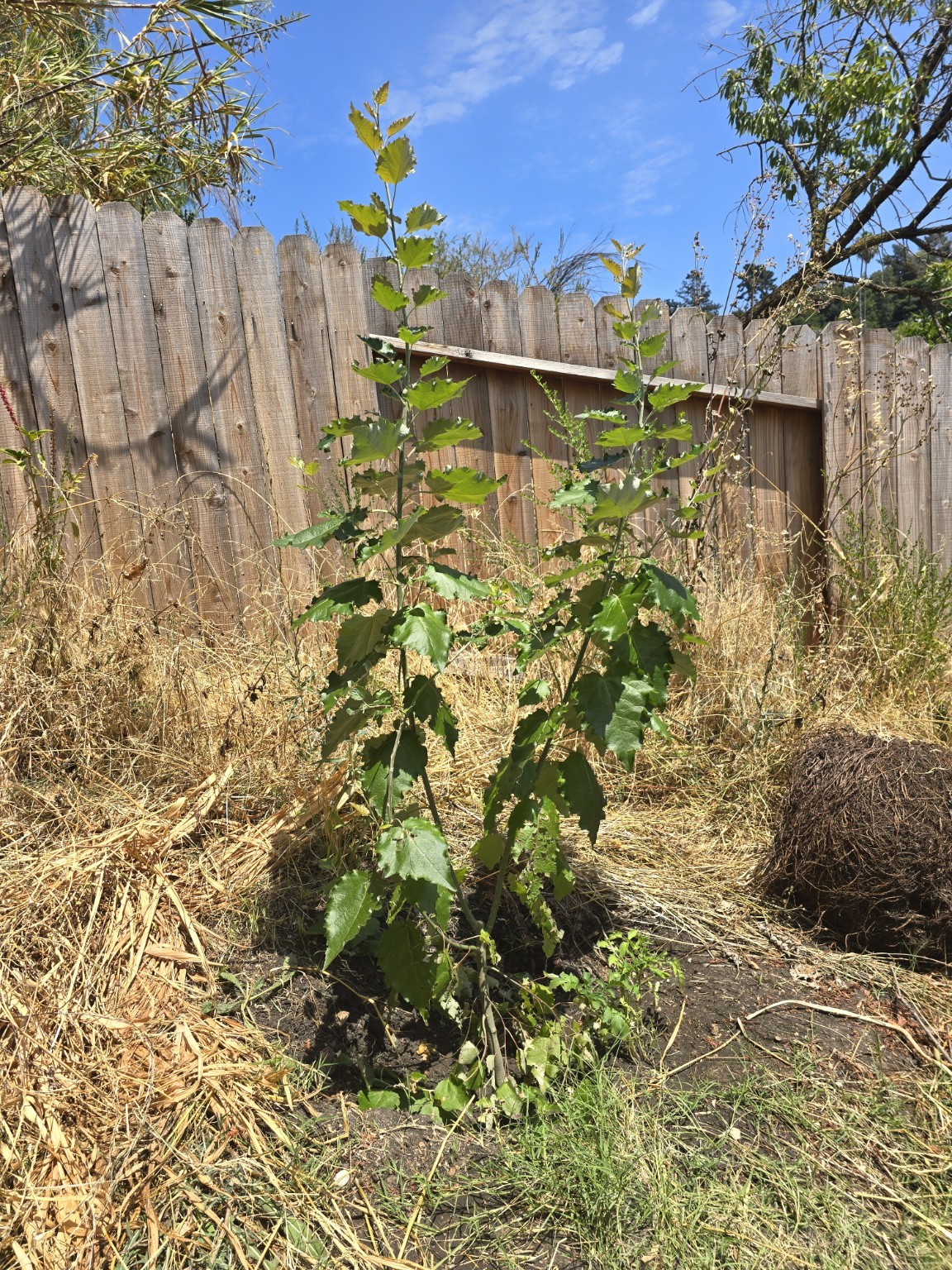 Deer hybrid aspen in Oakland on August 8, 2024