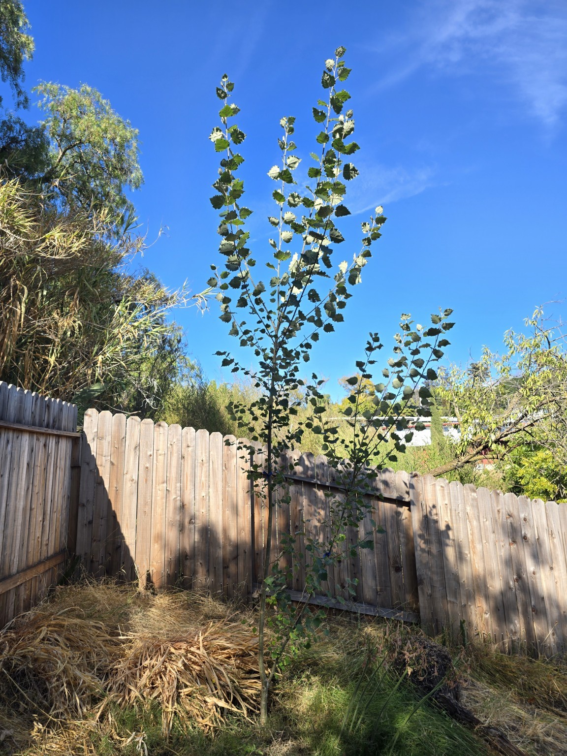 Deer hybrid aspen in Oakland on September 8, 2025