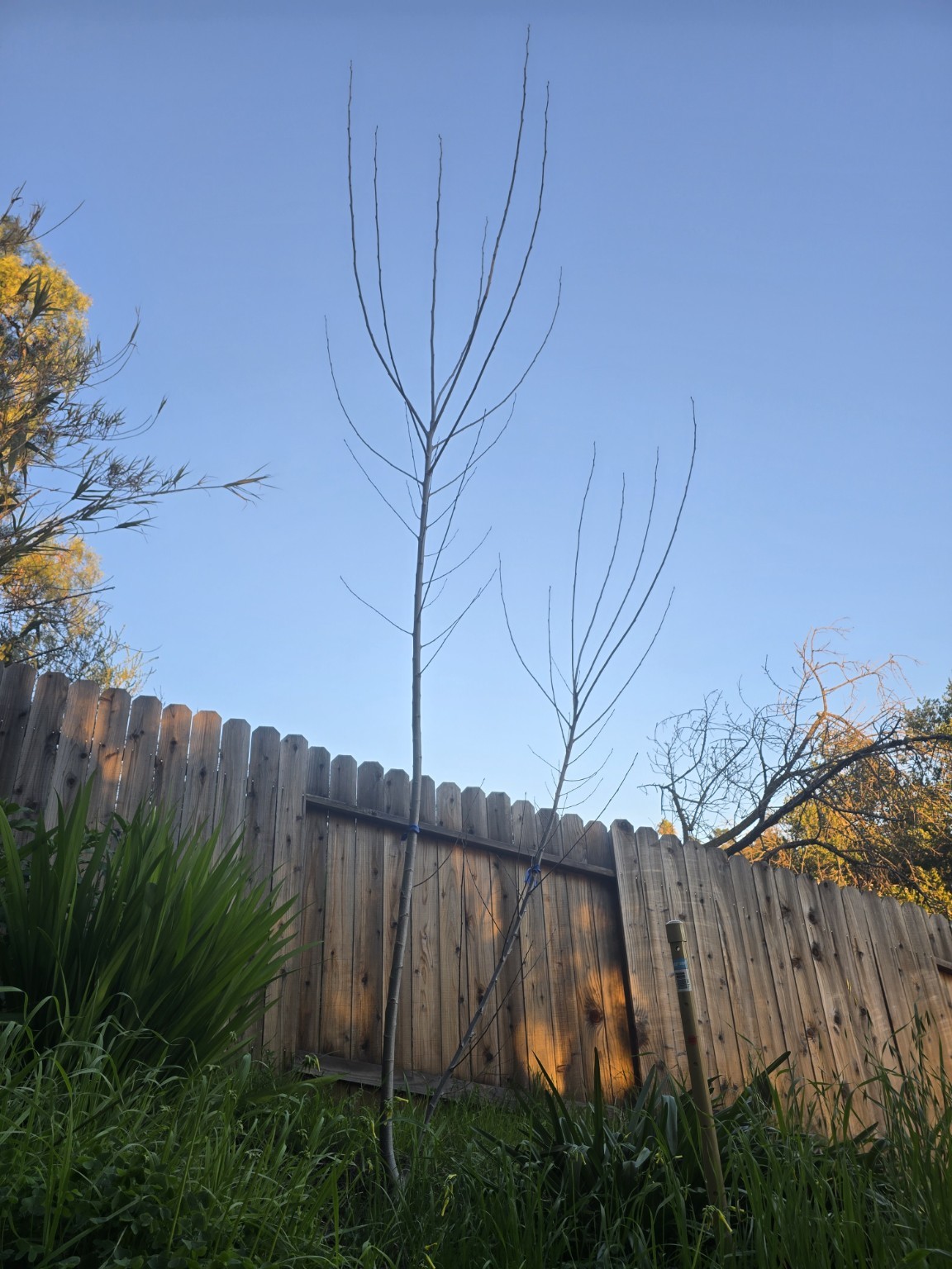 Leafless Deer hybrid aspen in winter dormancy in Oakland on January 12, 2026
