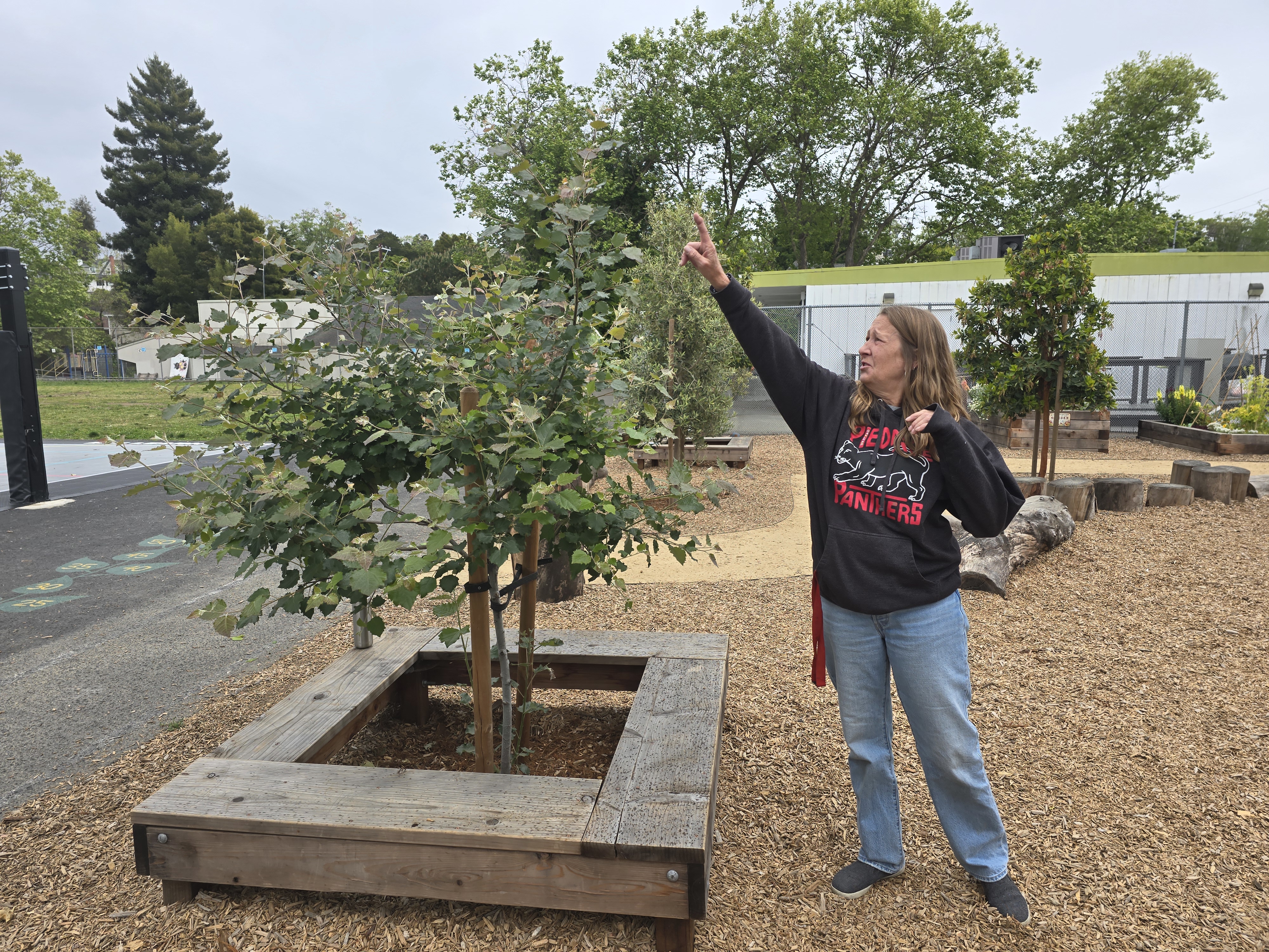 Baboon lineage hybrid aspen in leaf at Piedmont Avenue Elementary, with science teacher Julie Ward and the schoolyard visible for scale