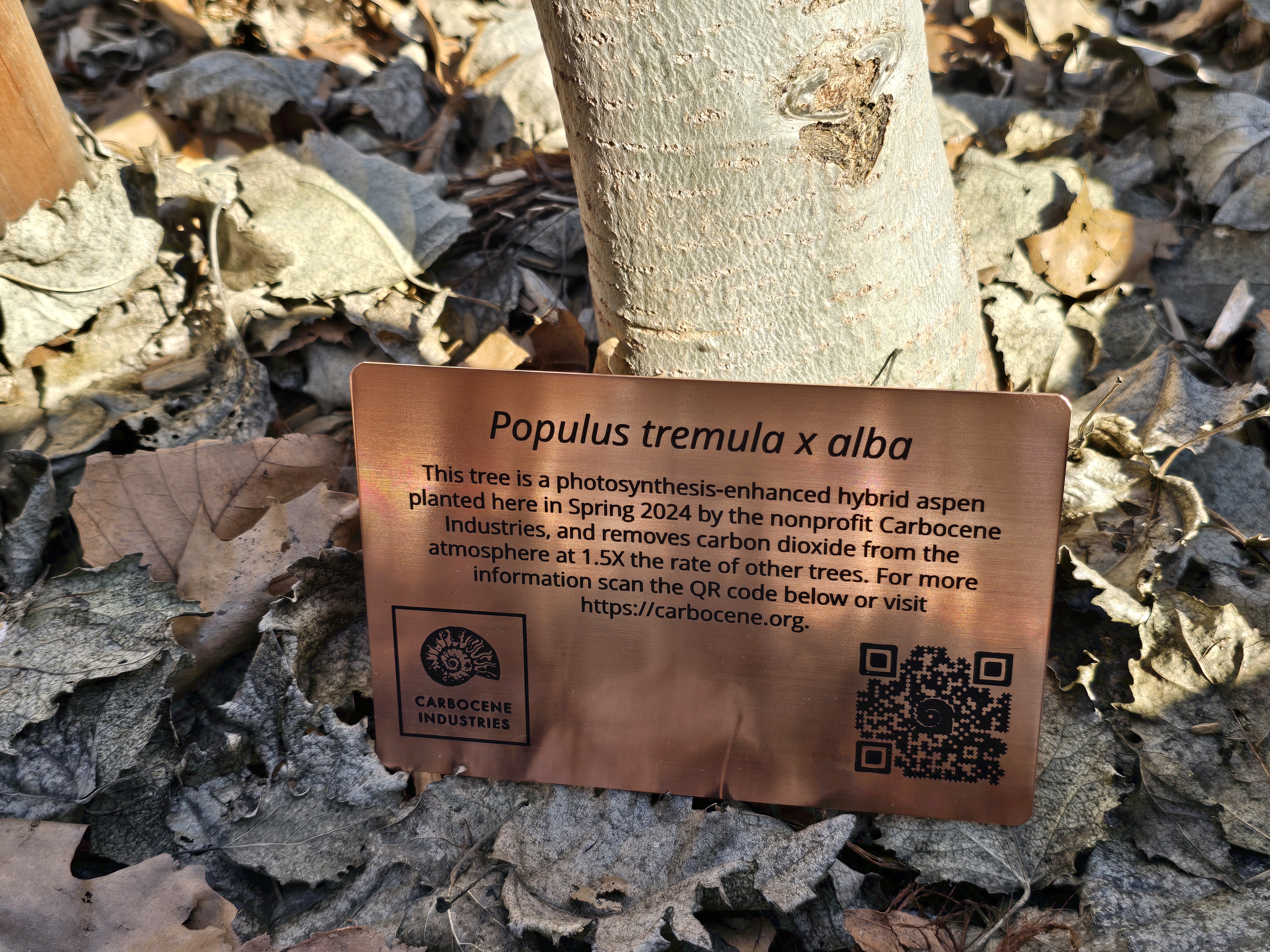 Plaque at the base of the Piedmont Avenue Elementary tree