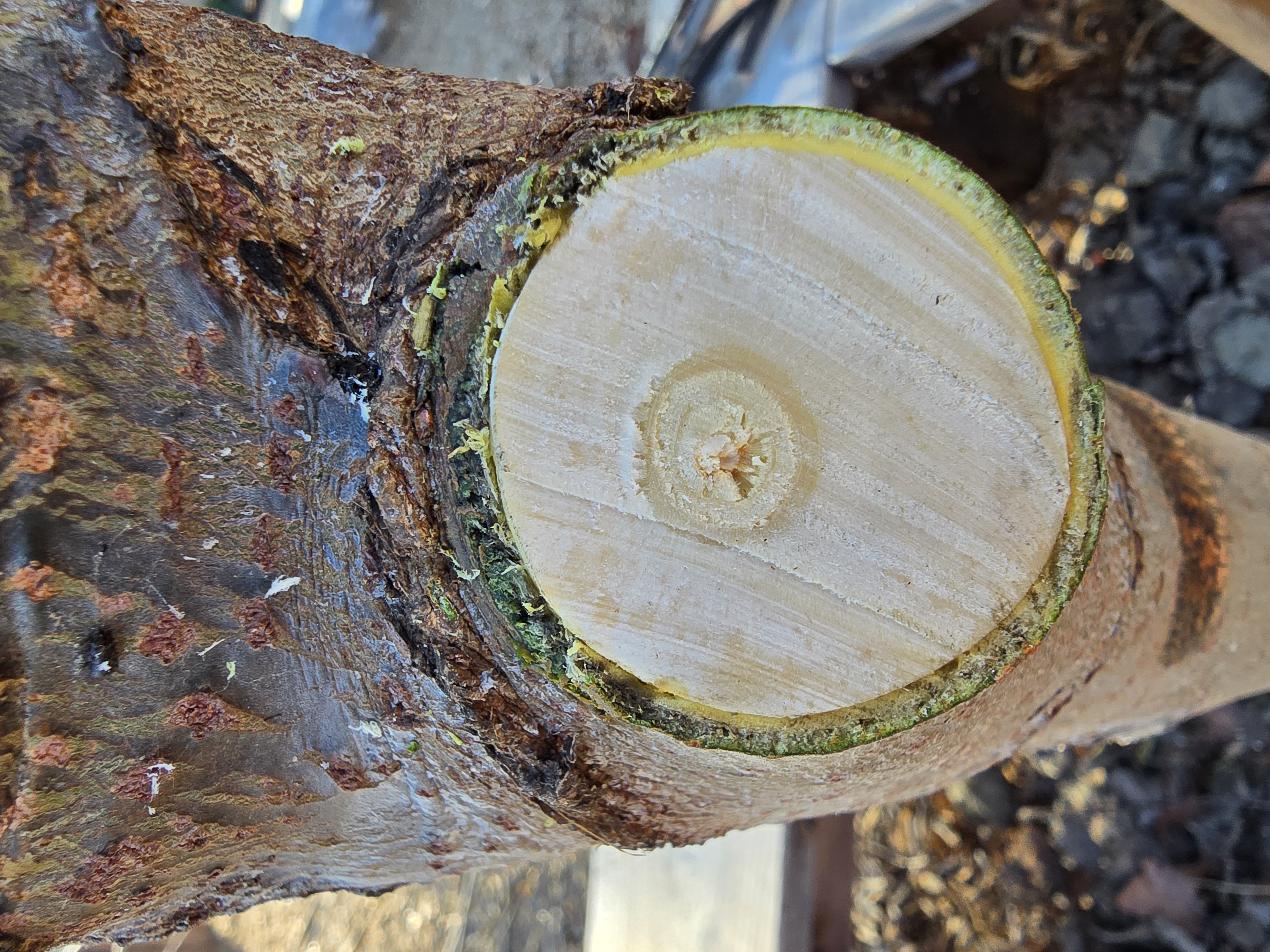 Cut surface on the Piedmont Avenue Elementary tree showing an unusually broad outer growth ring