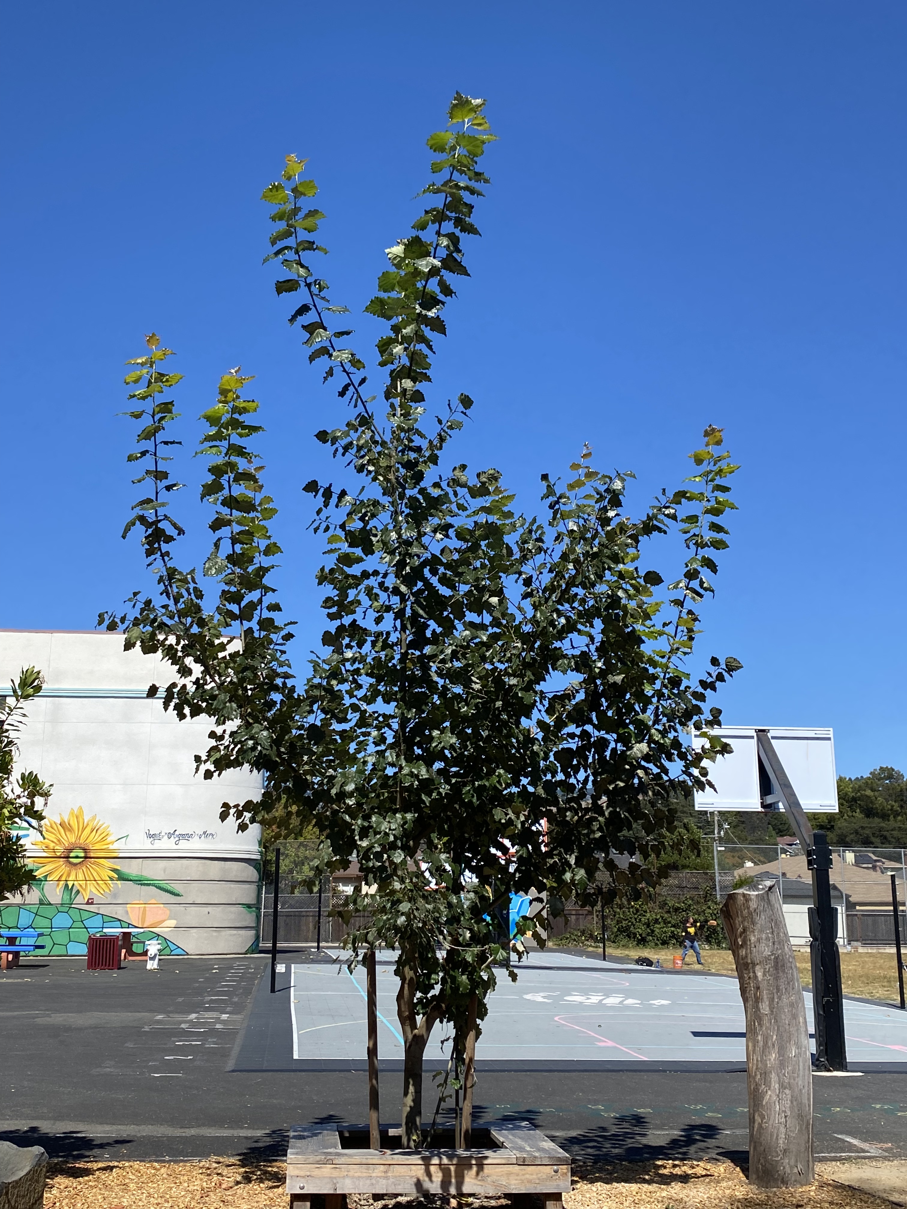 Baboon lineage hybrid aspen showing vigorous regrowth at Piedmont Avenue Elementary in August 2026