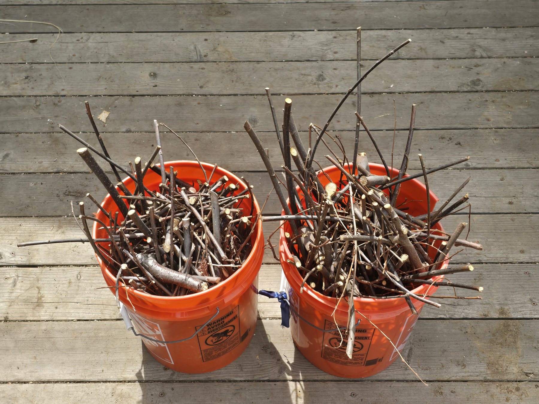 Two orange buckets holding branches pruned from the Piedmont Avenue Elementary tree while drying in Oakland