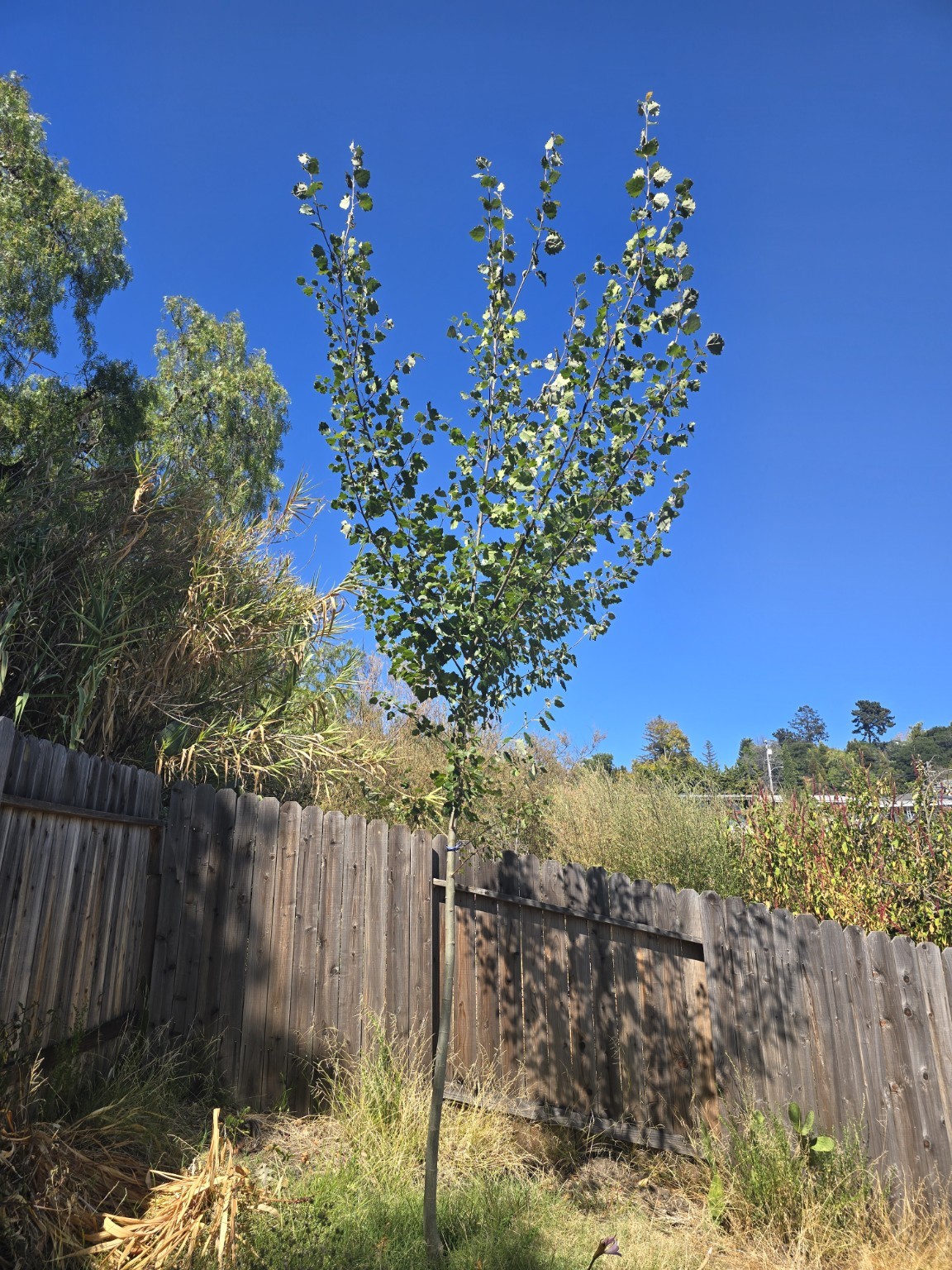 Current full-tree view of Deer, a photosynthesis-enhanced hybrid aspen