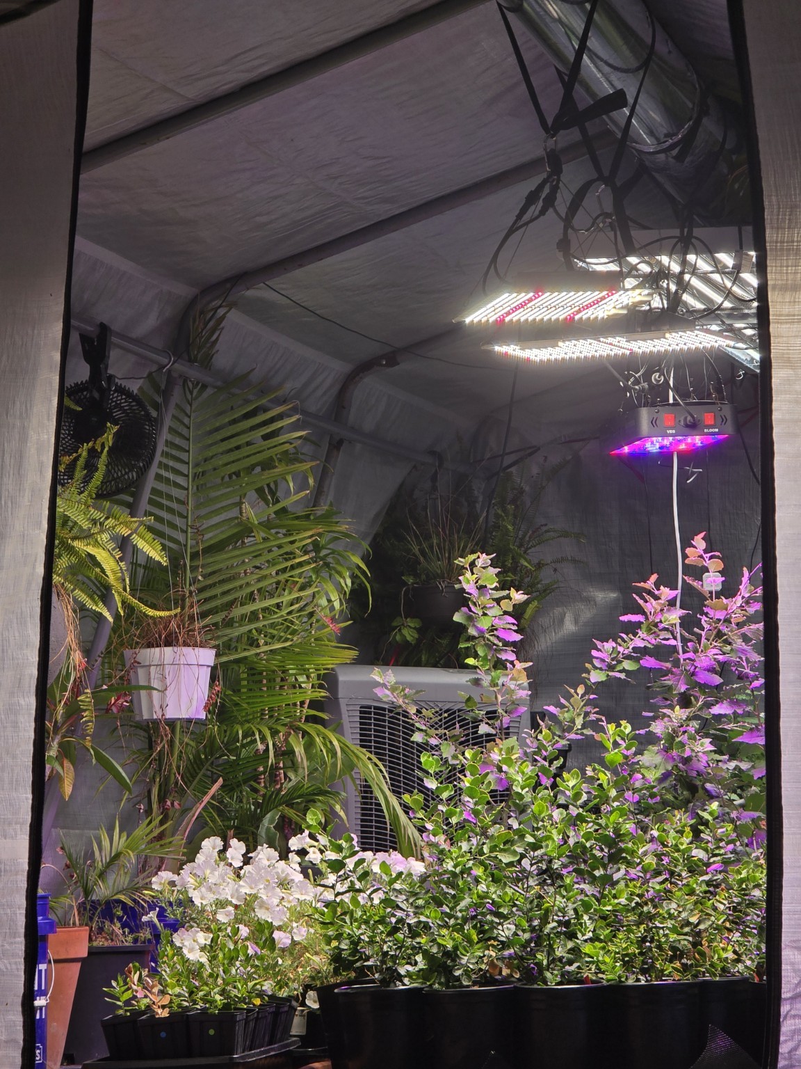 Rows of plants and growing equipment inside Carbocene’s Oakland research greenhouse