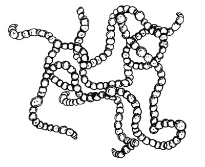 Cyanobacteria (Anabaena sp.)