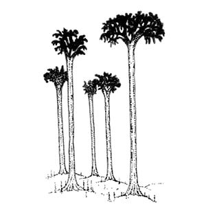 Lycophyte Scale-Tree (Lepidodendron sp.)
